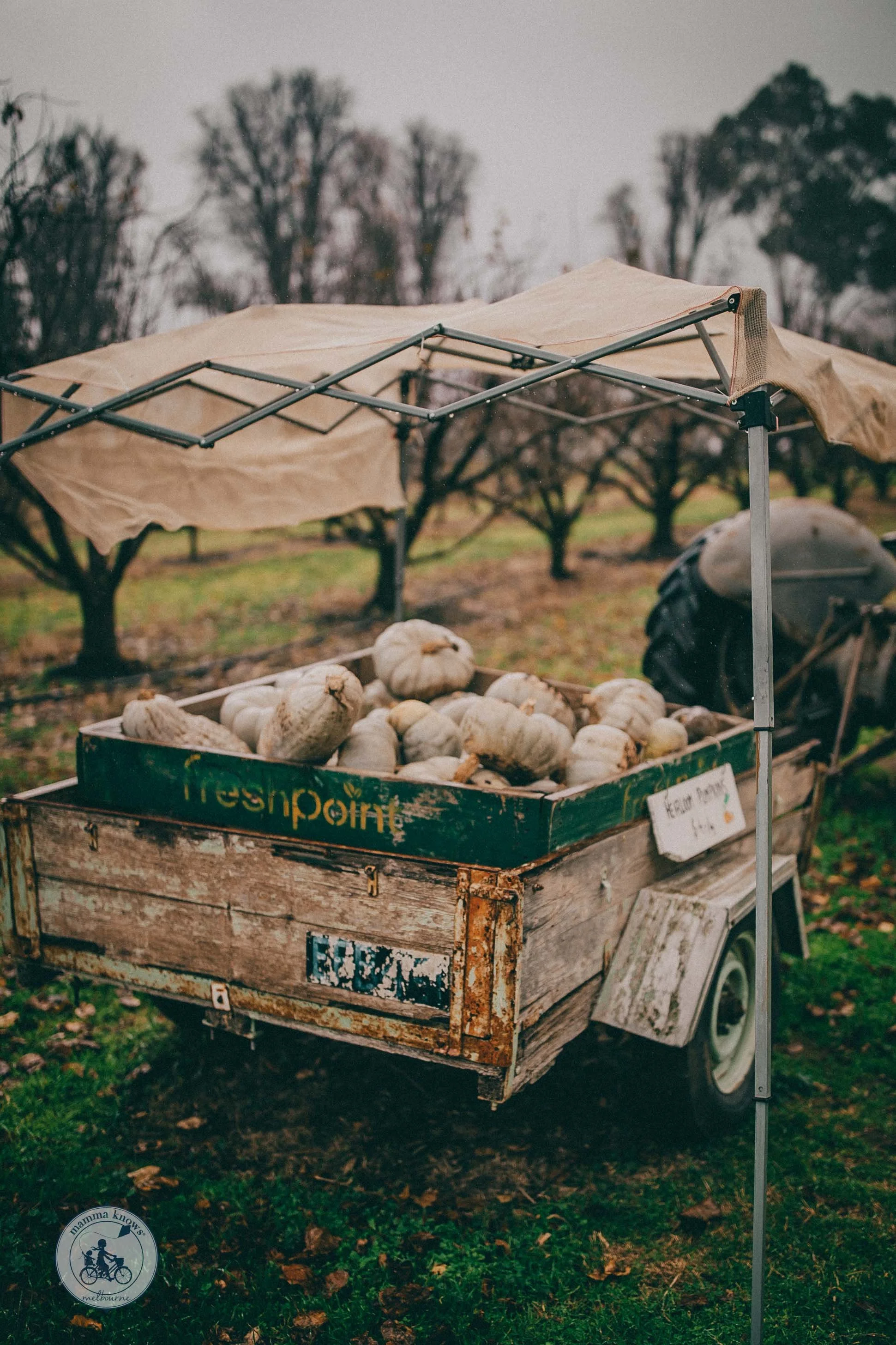 Paynes Orchards Fruit Picking, Bacchus Marsh Mamma Knows West