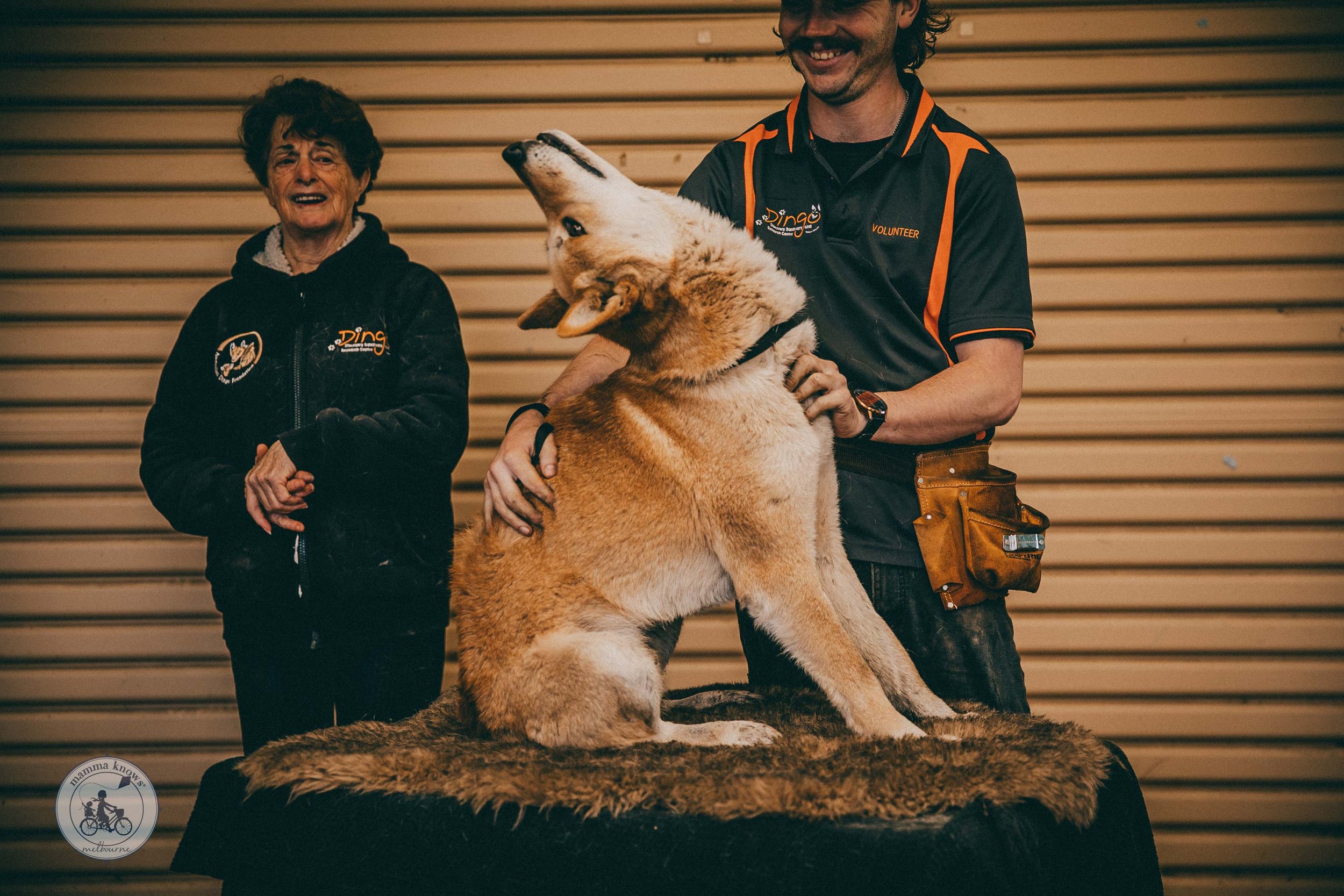Dingo Encounters at The Dingo Discovery Sanctuary, Melton