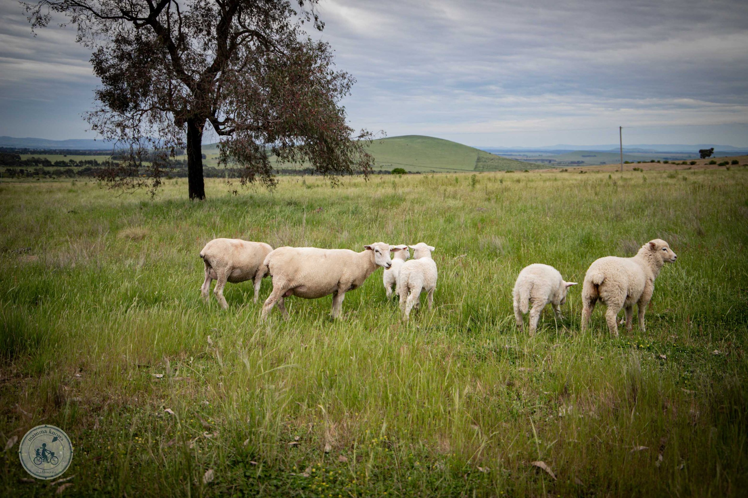 tuki trout farm and restaurant, ballarat - copyright 2022 mamma knows melbourne-6.jpg