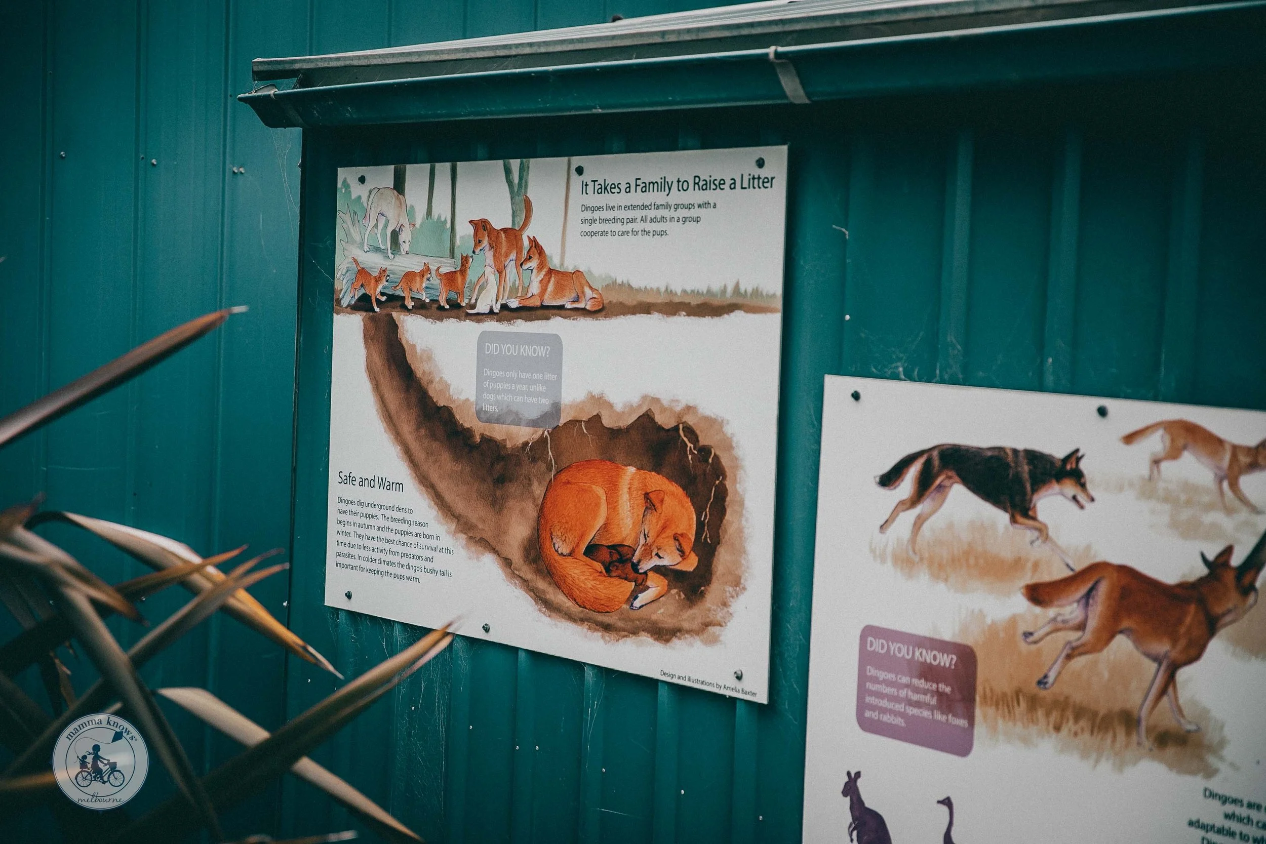 Dingo Discovery 2022 (36 of 128).jpg