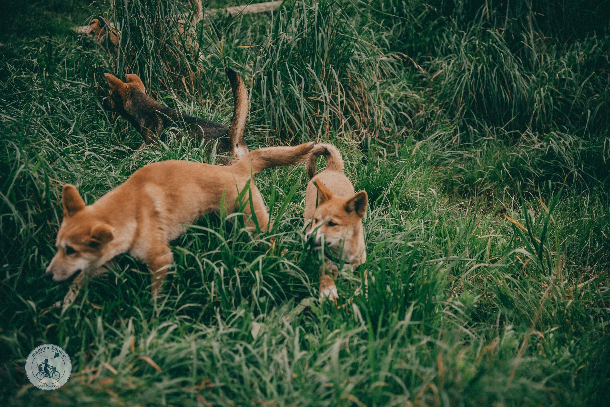 Dingo Encounters at The Dingo Discovery Sanctuary, Melton