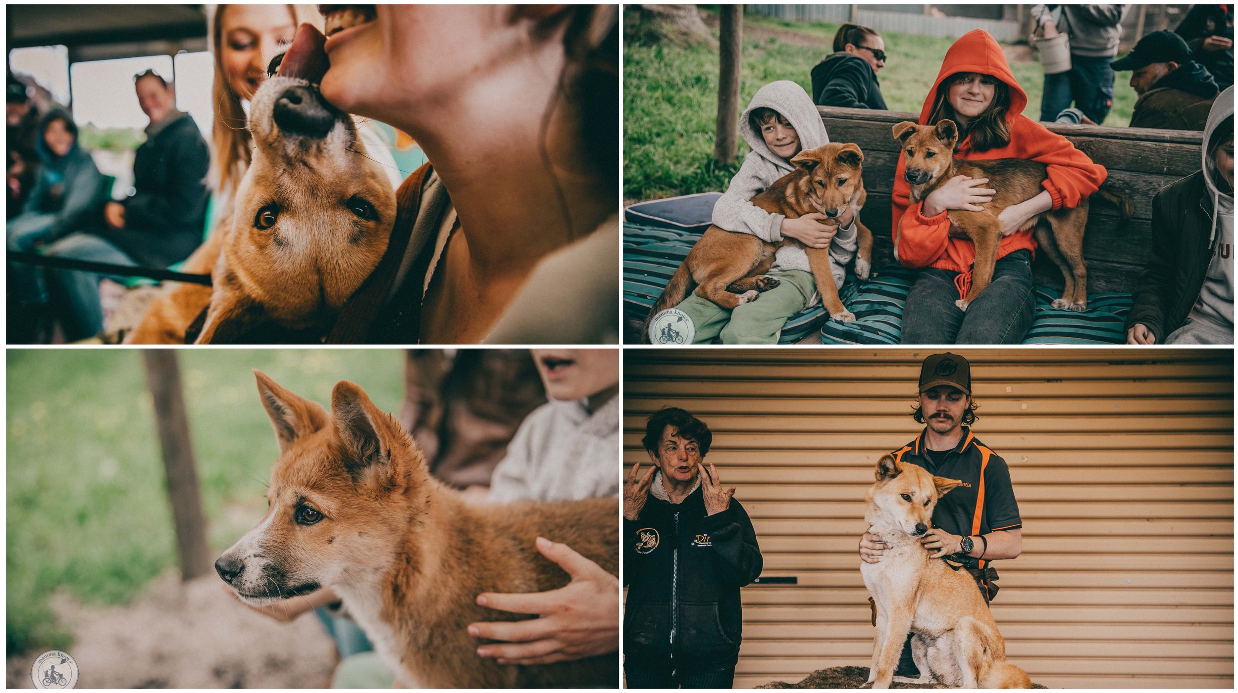 dingo encounters - dingo discovery sanctuary research centre, melton
