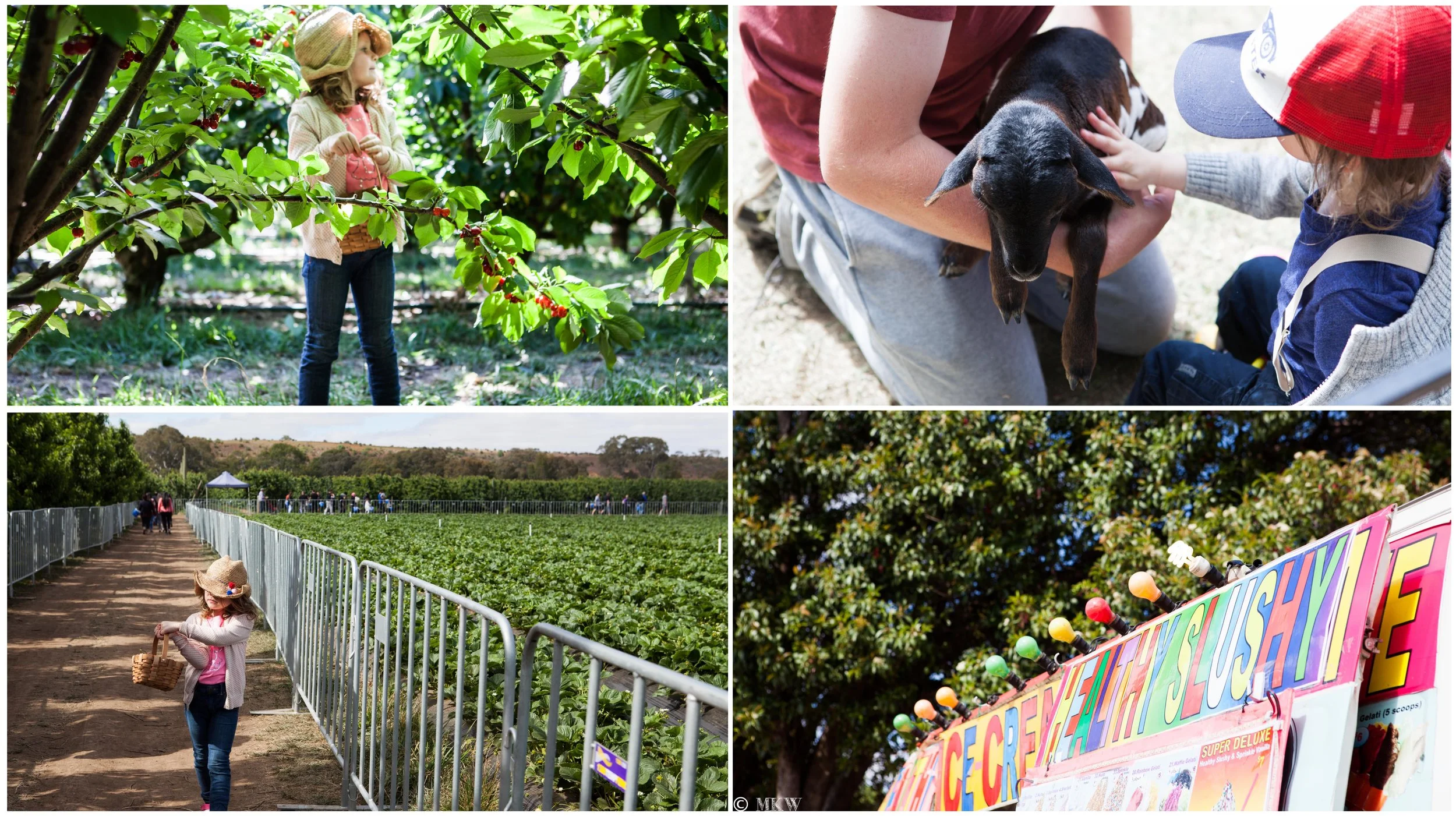 strawberry and cherry festival-  bacchus marsh