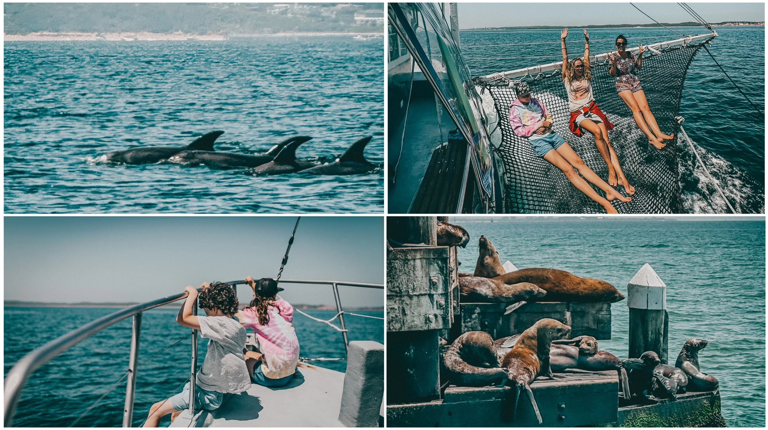 dolphin and seal swims and tours with sea all dolphin swims - queenscliff