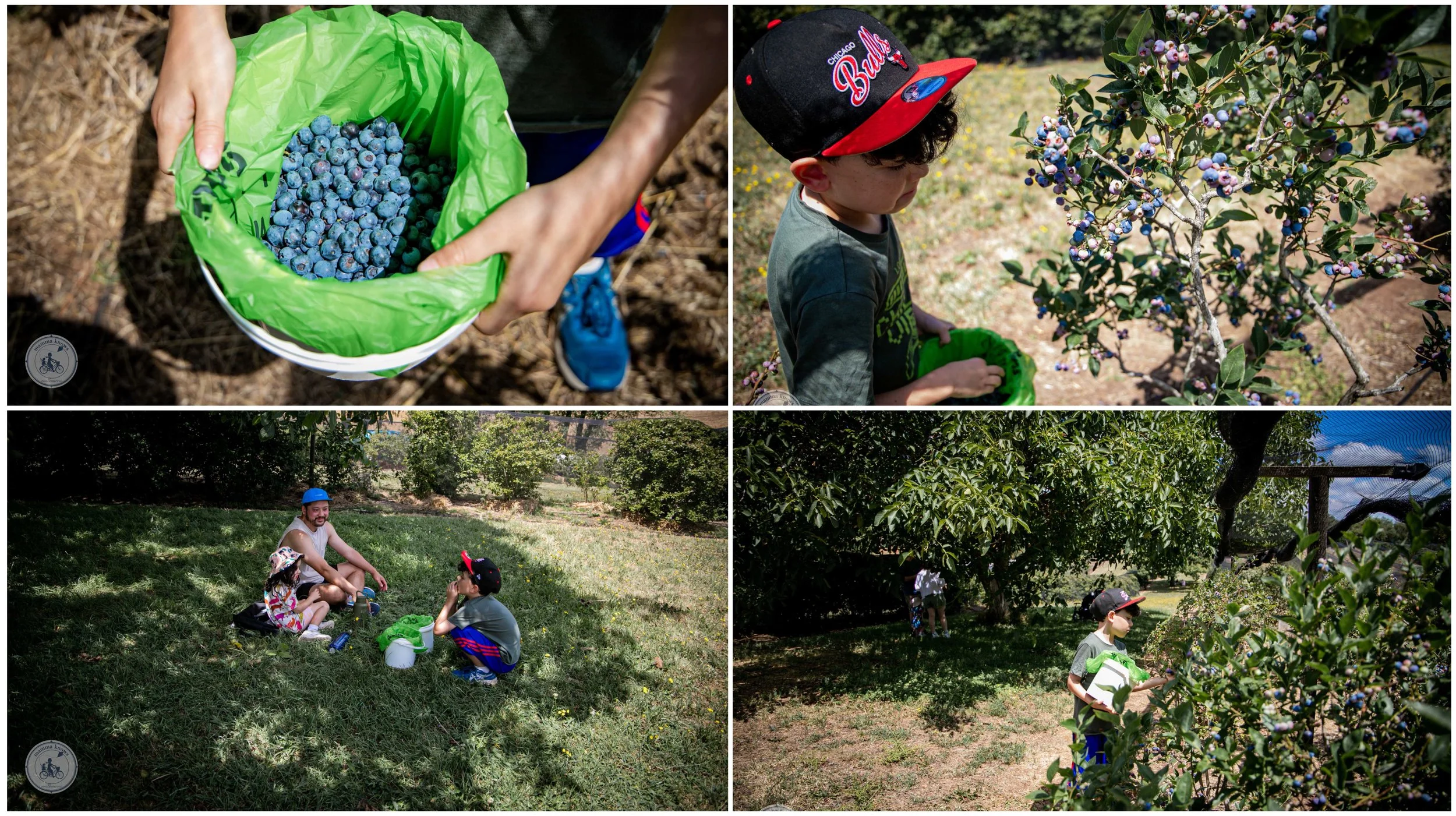 ballarat's buninyong blueberry farm, buninyong