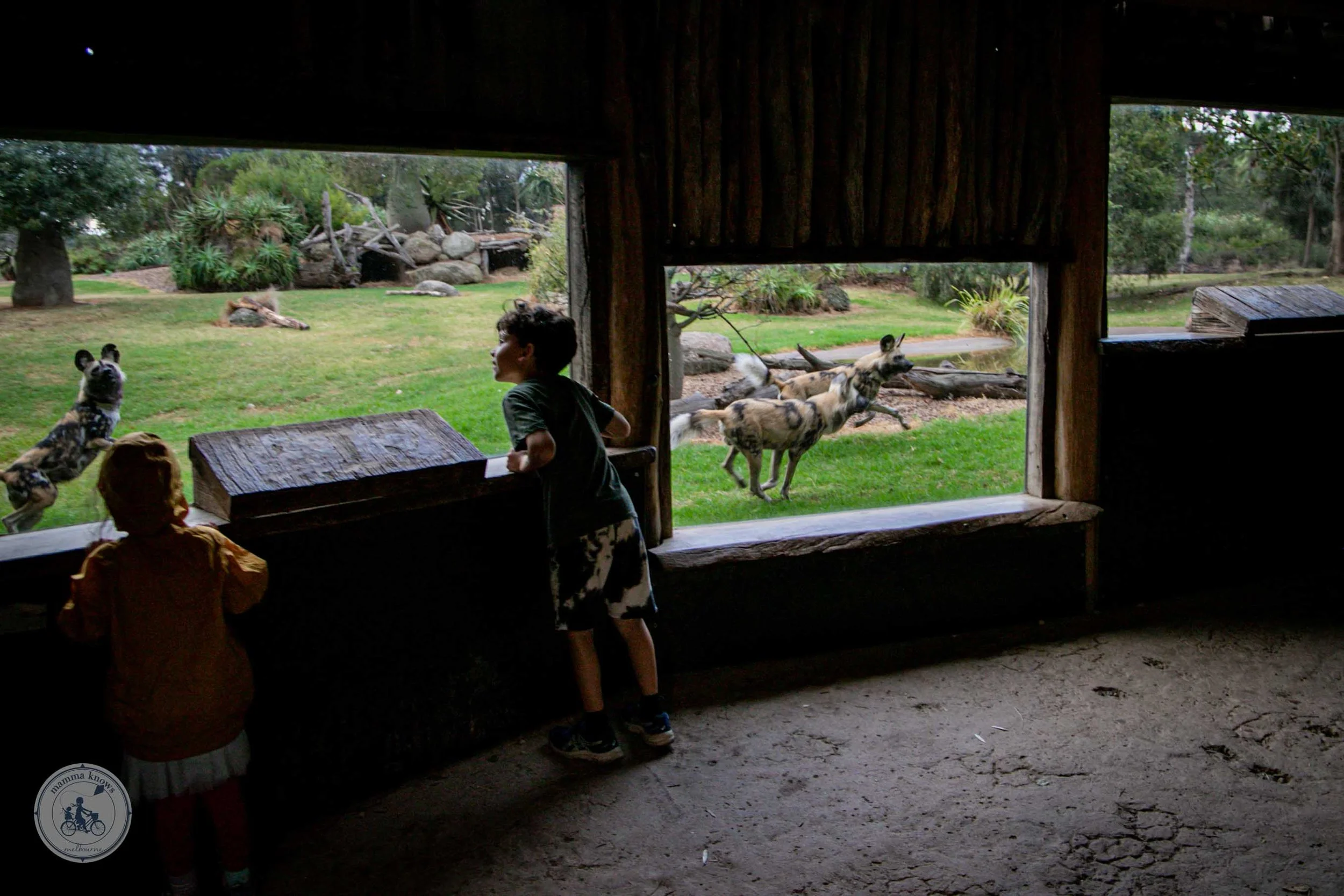sunset safari @ werribee open range zoo, werribee - copyright 2023 mamma knows melbourne-21.jpg