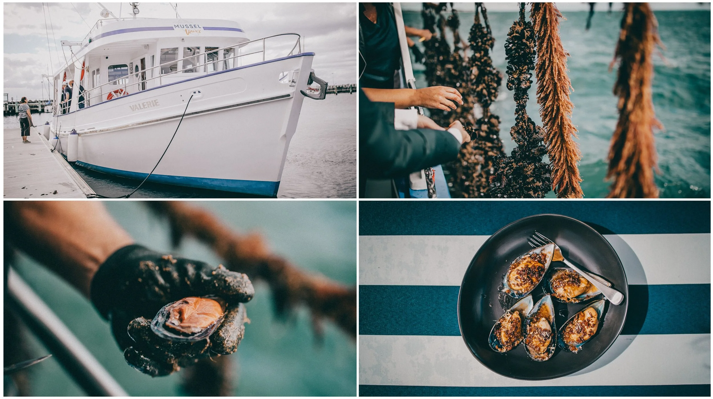portarlington mussel tours, portarlington