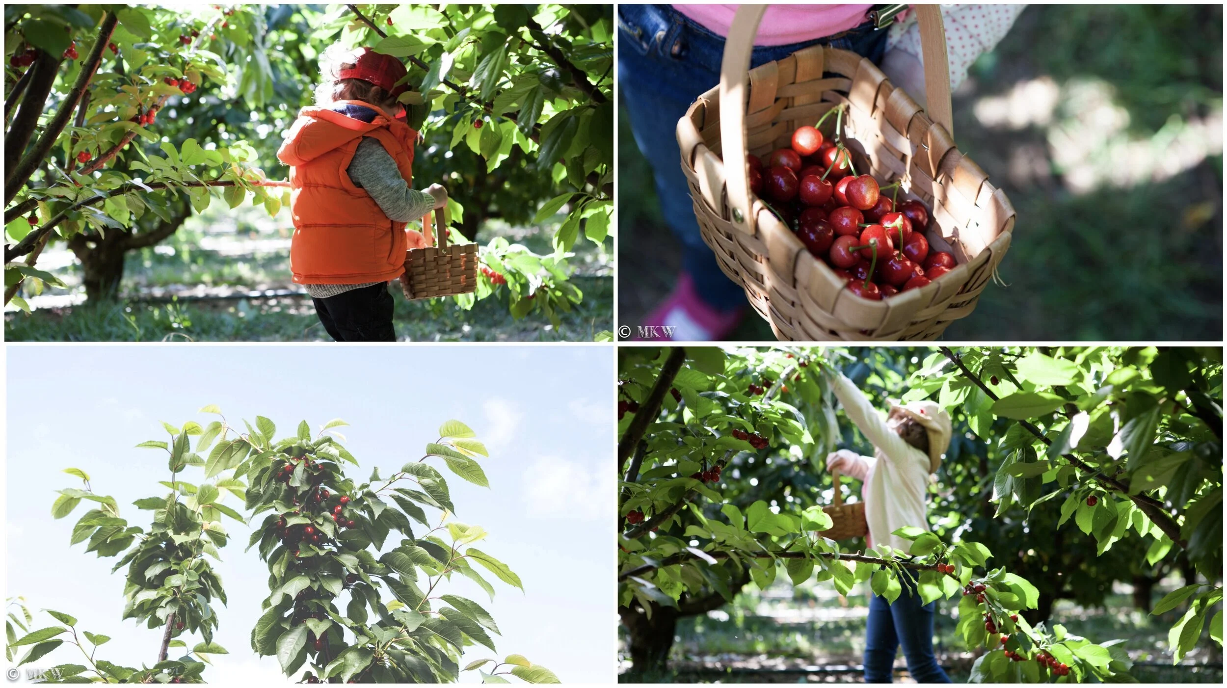 paynes orchards, bacchus marsh