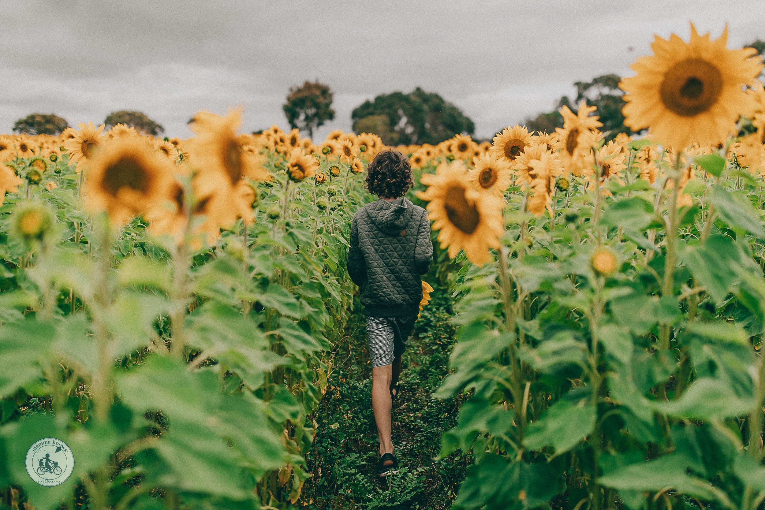 1. Surfcoast Sunflower Picking