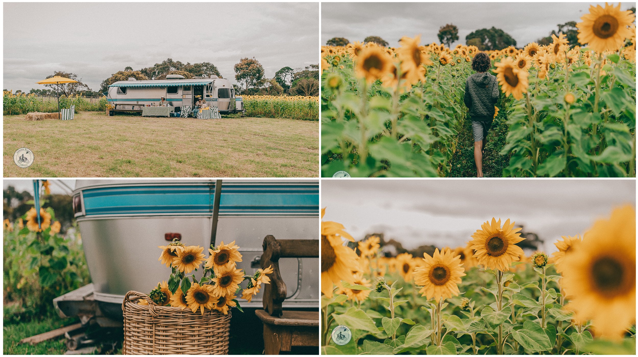 surf coast sunflowers @ the patch, modewarre