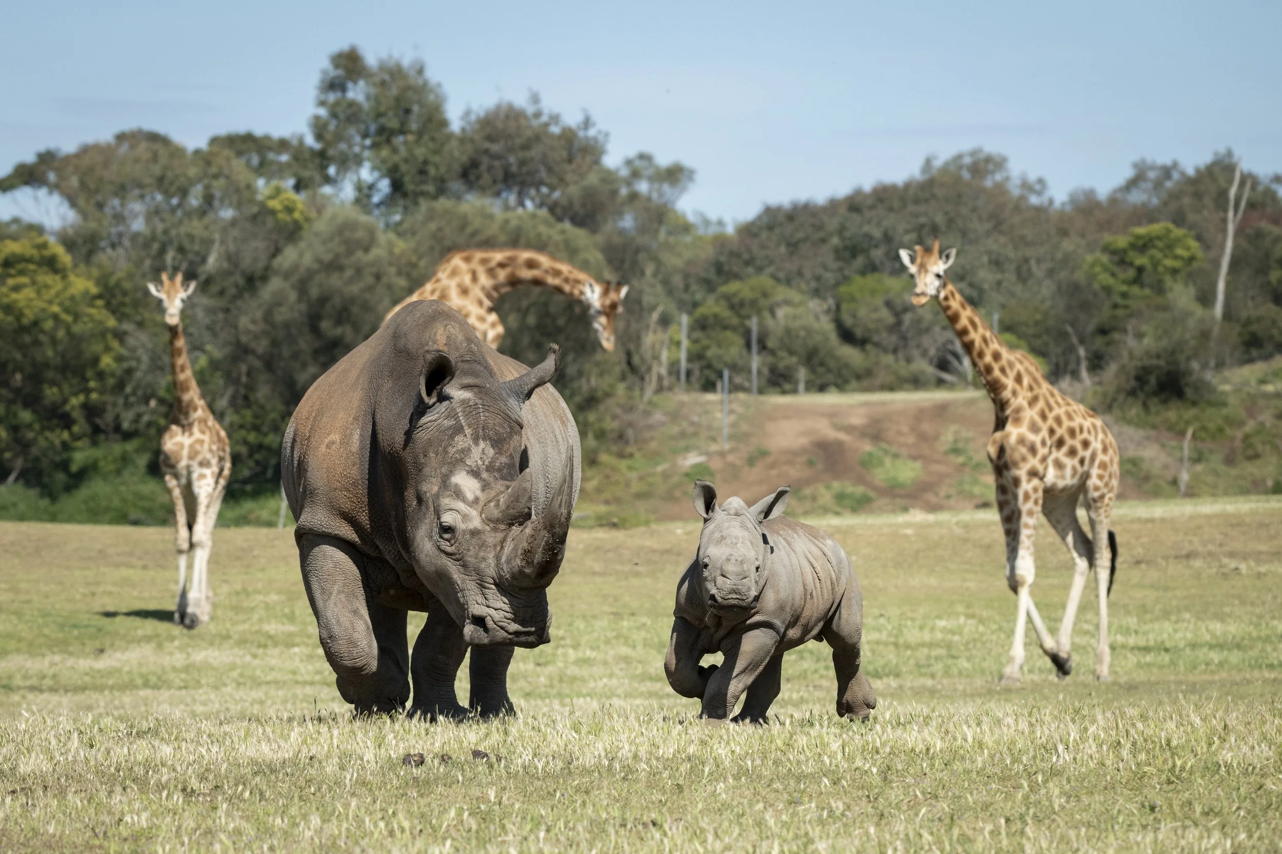 werribee open range zoo, werribee south