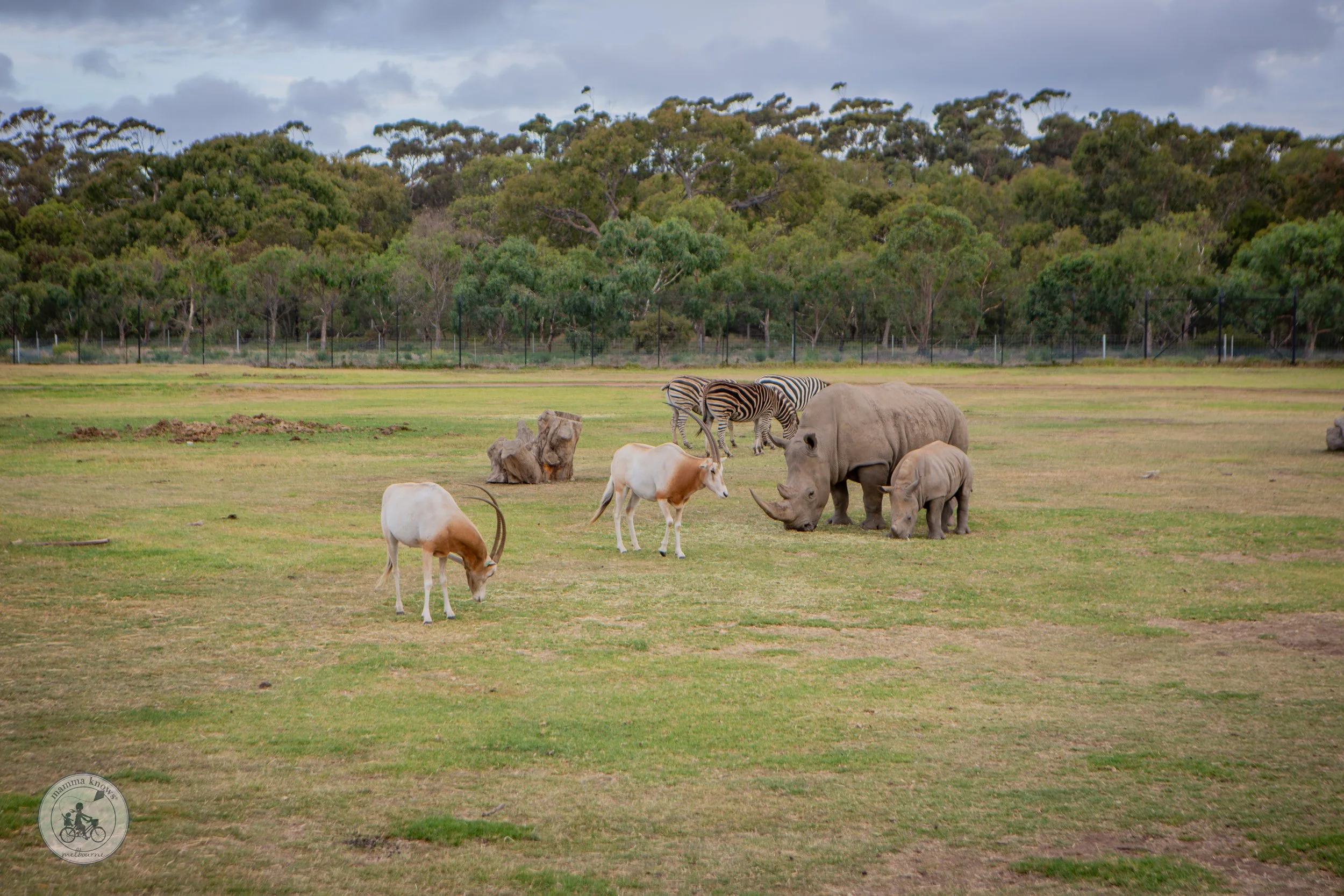 Sunset Safari @ Werribee Zoo- Copyright Mamma Knows South-40.jpg