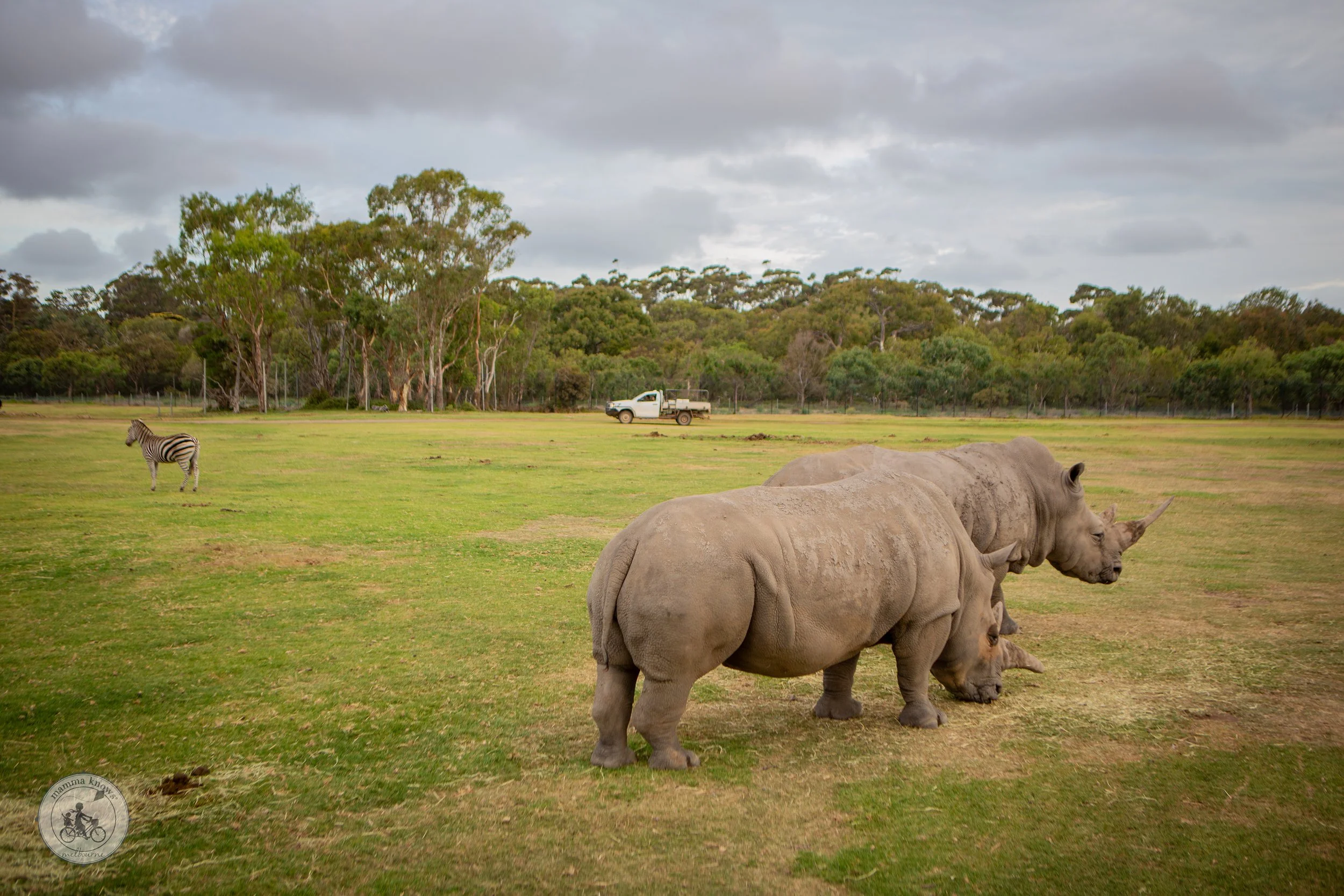 Sunset Safari @ Werribee Zoo- Copyright Mamma Knows South-46.jpg