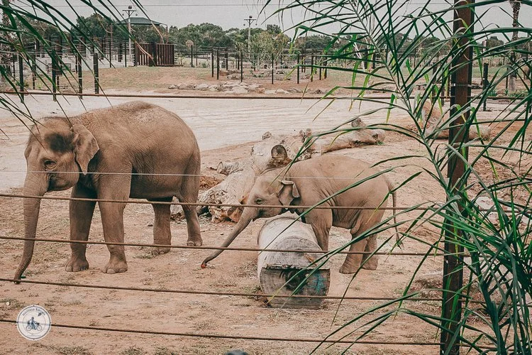 Elephant Trail at Werribee Zoo