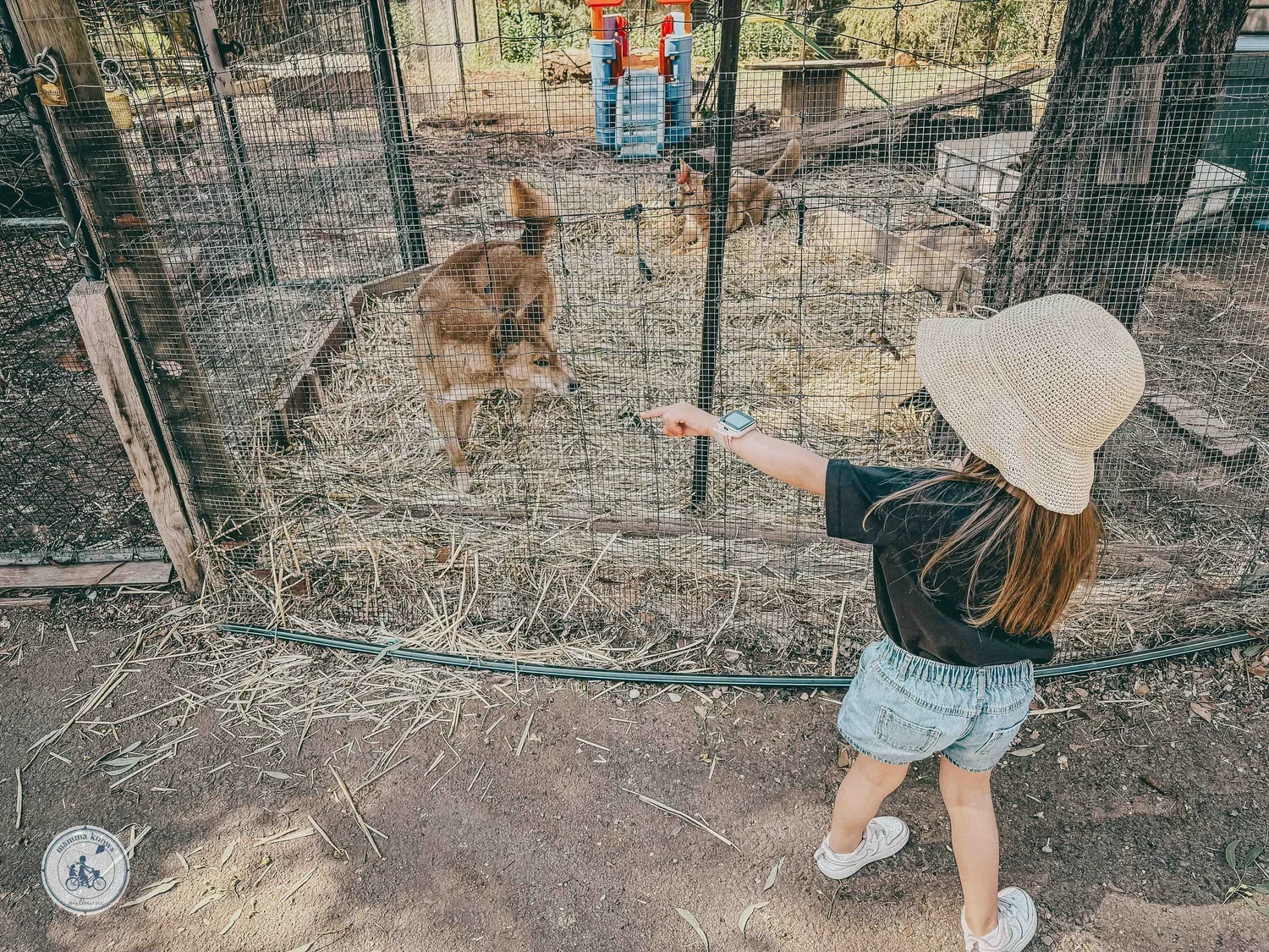 jirrahlinga dingo conservation and wildlife education centre, chewton