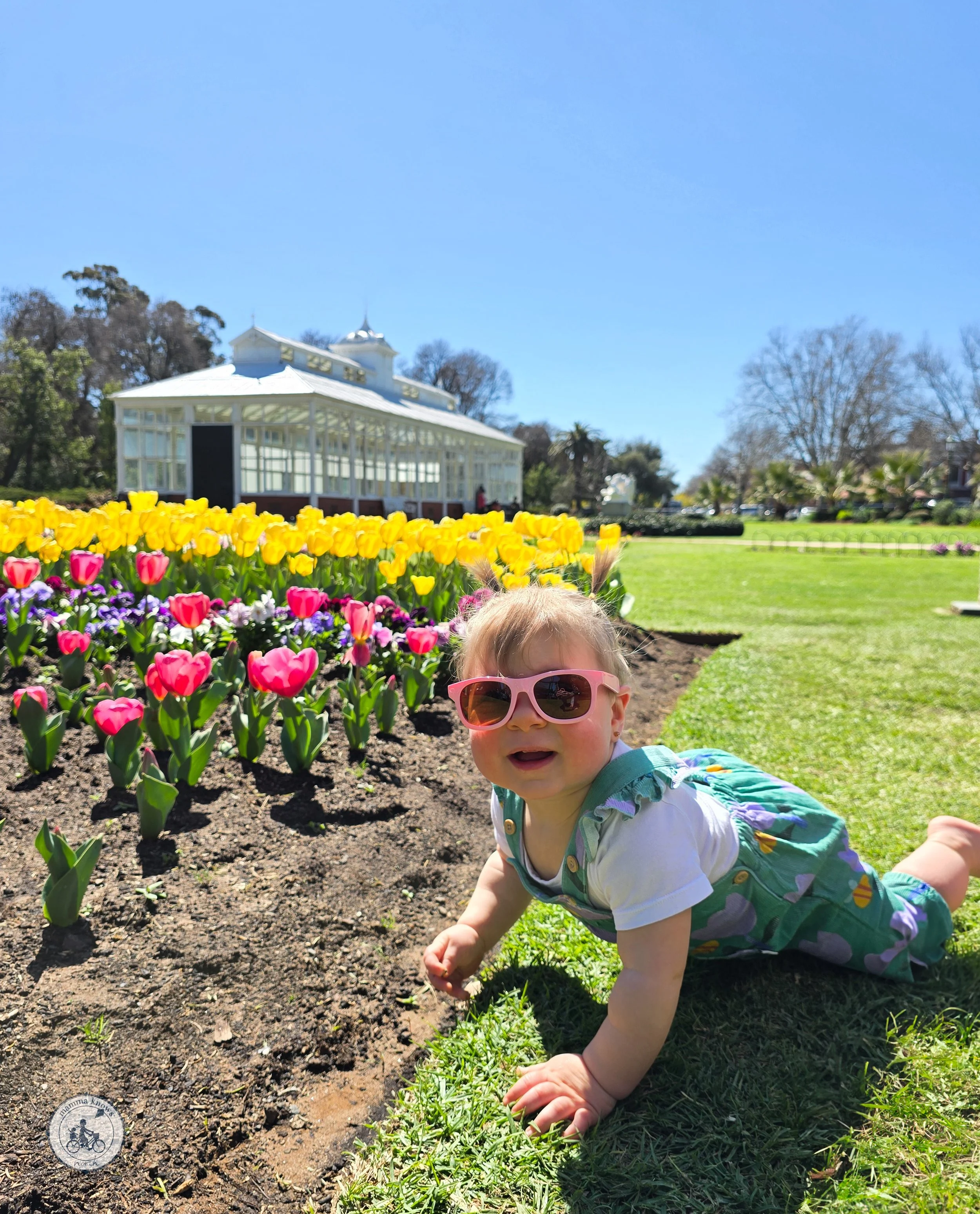 bendigo annual tulip display, bendigo