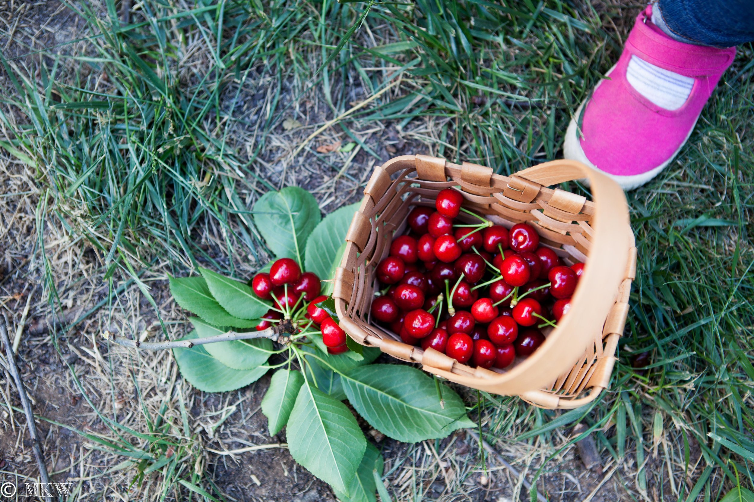 Strawberry and Cherry Festival Bacchus Marsh