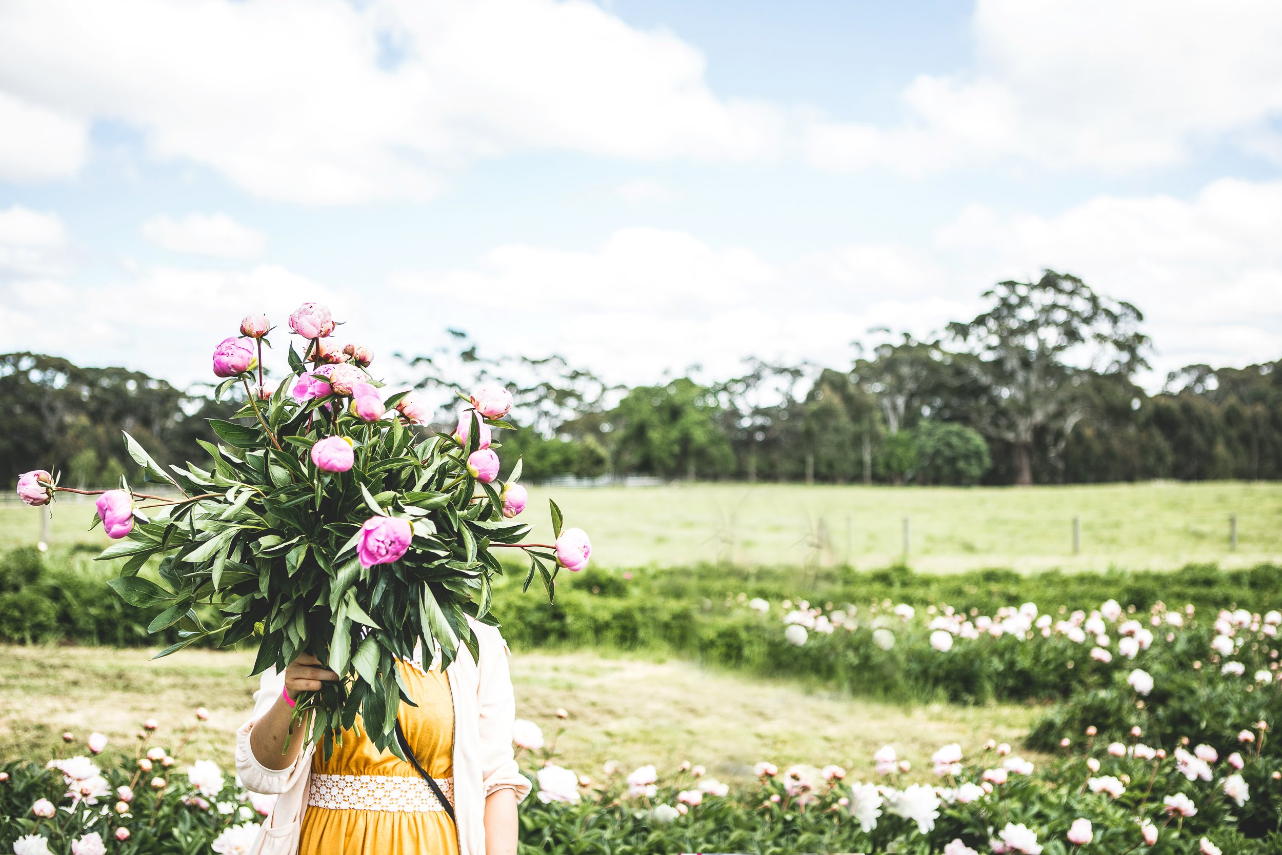 Pick Your Own Peonies (SOLD OUT)