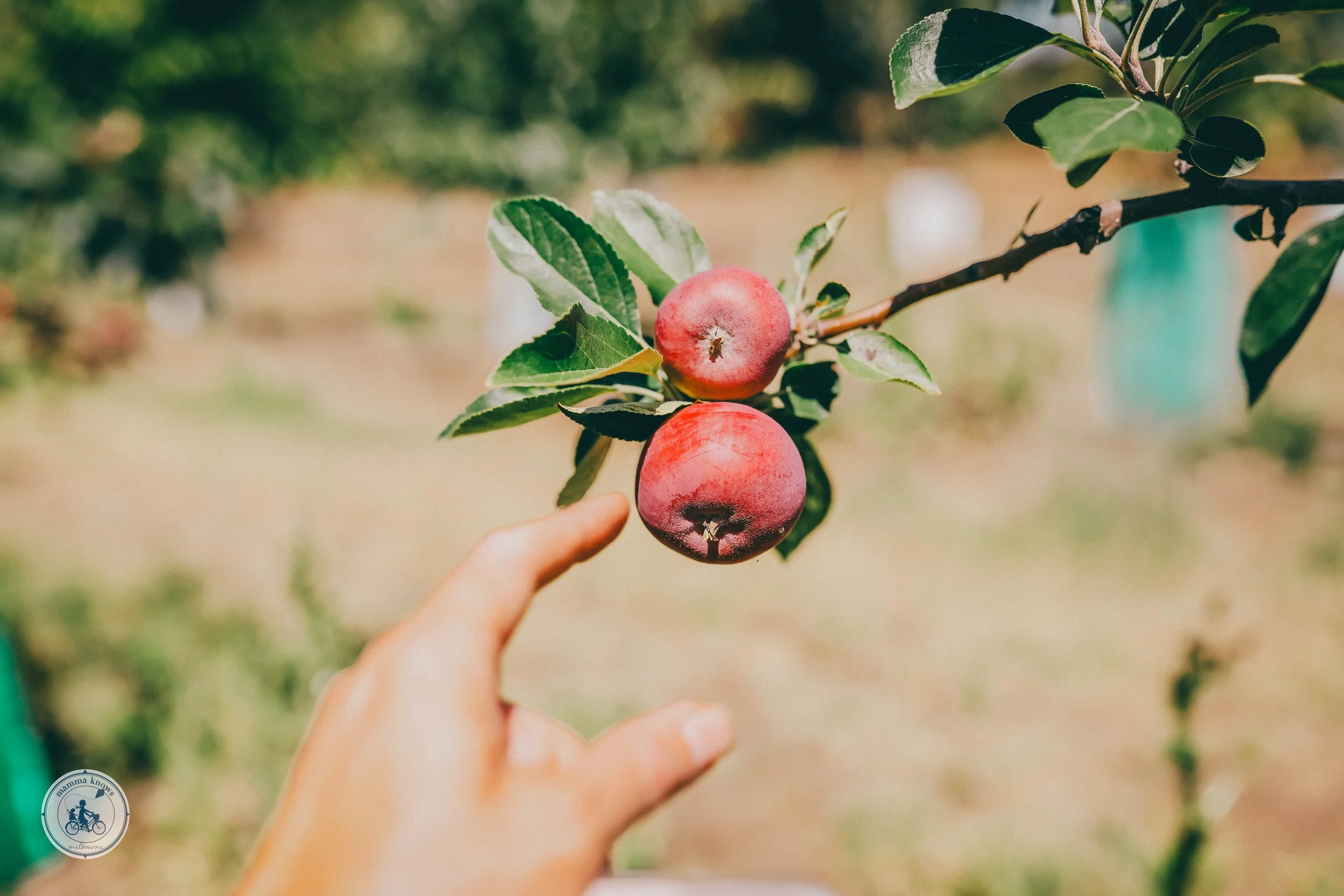 lomas orchards, wallington