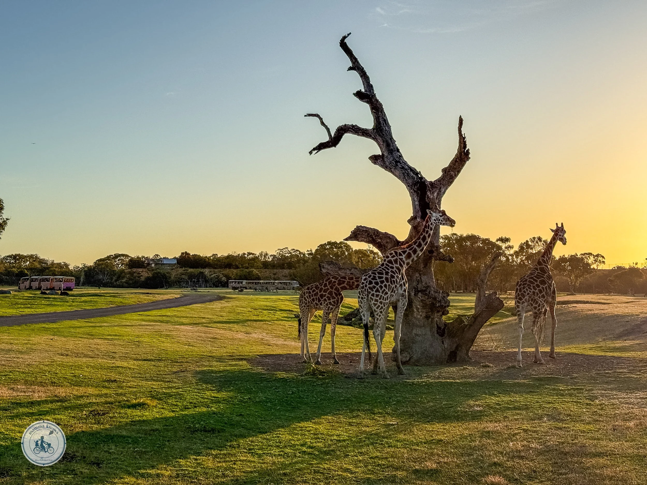 sunset safari, werribee open range zoo