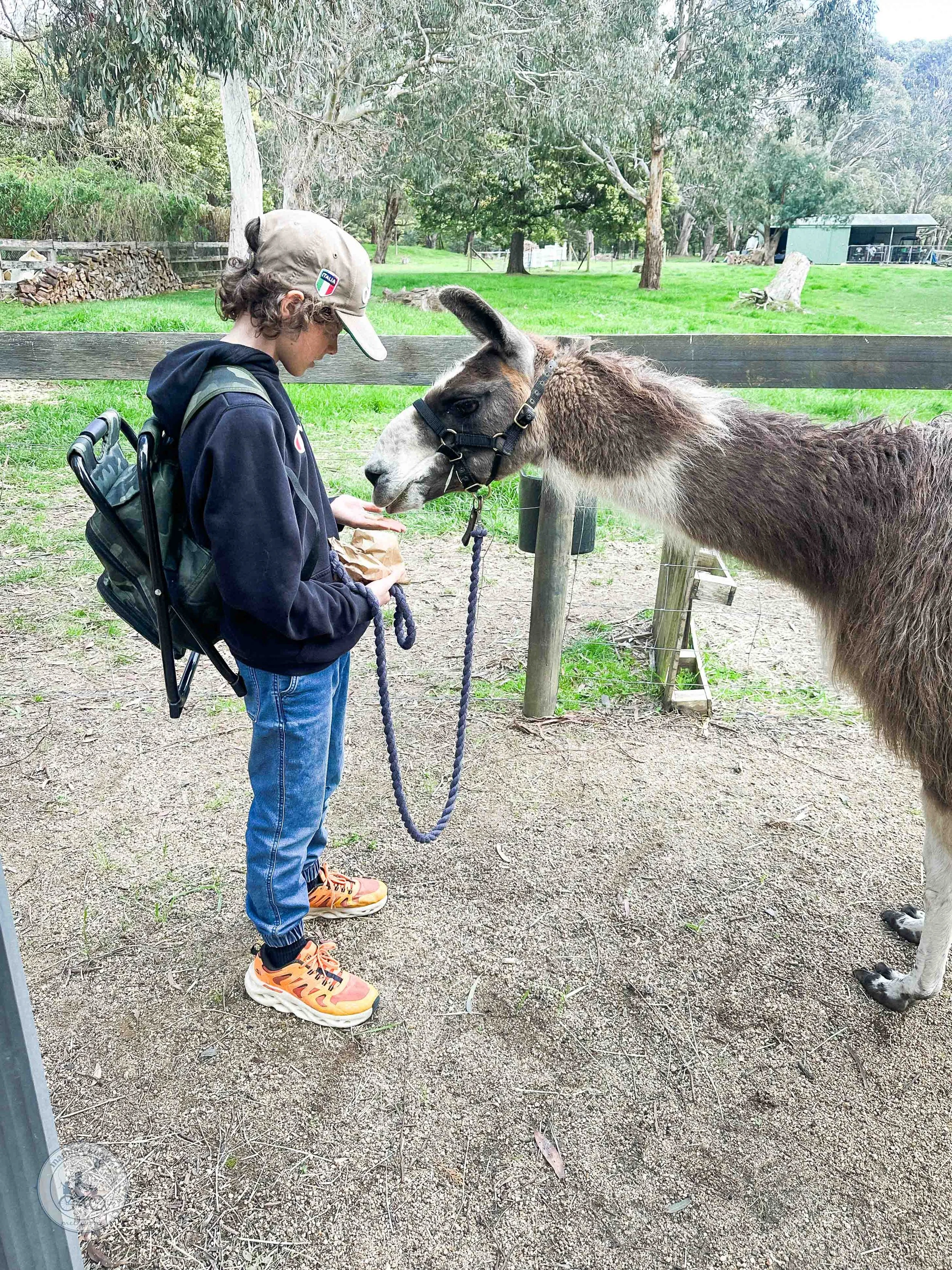 Llama Treks and Meets, Woodend  - Copyright Mamma Knows Melbourne 2025-14.jpg