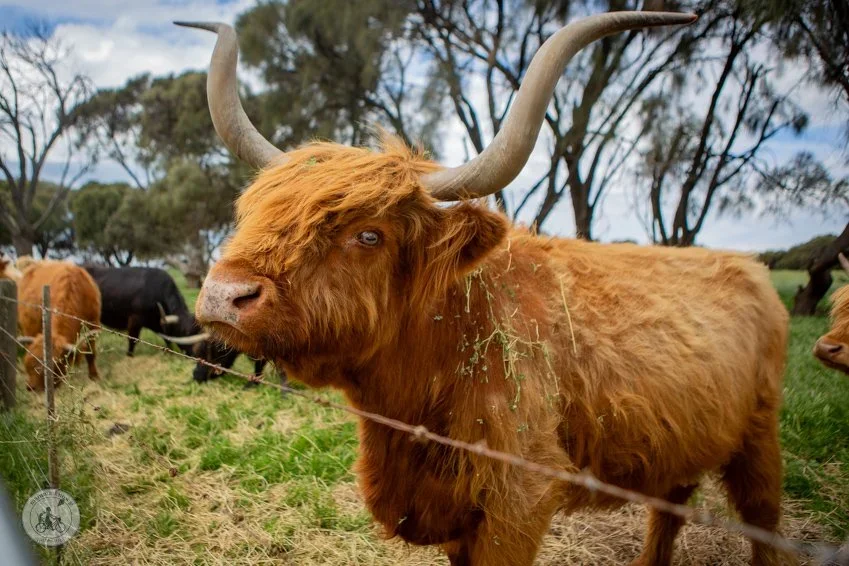 South Inspiration - Phillip Island