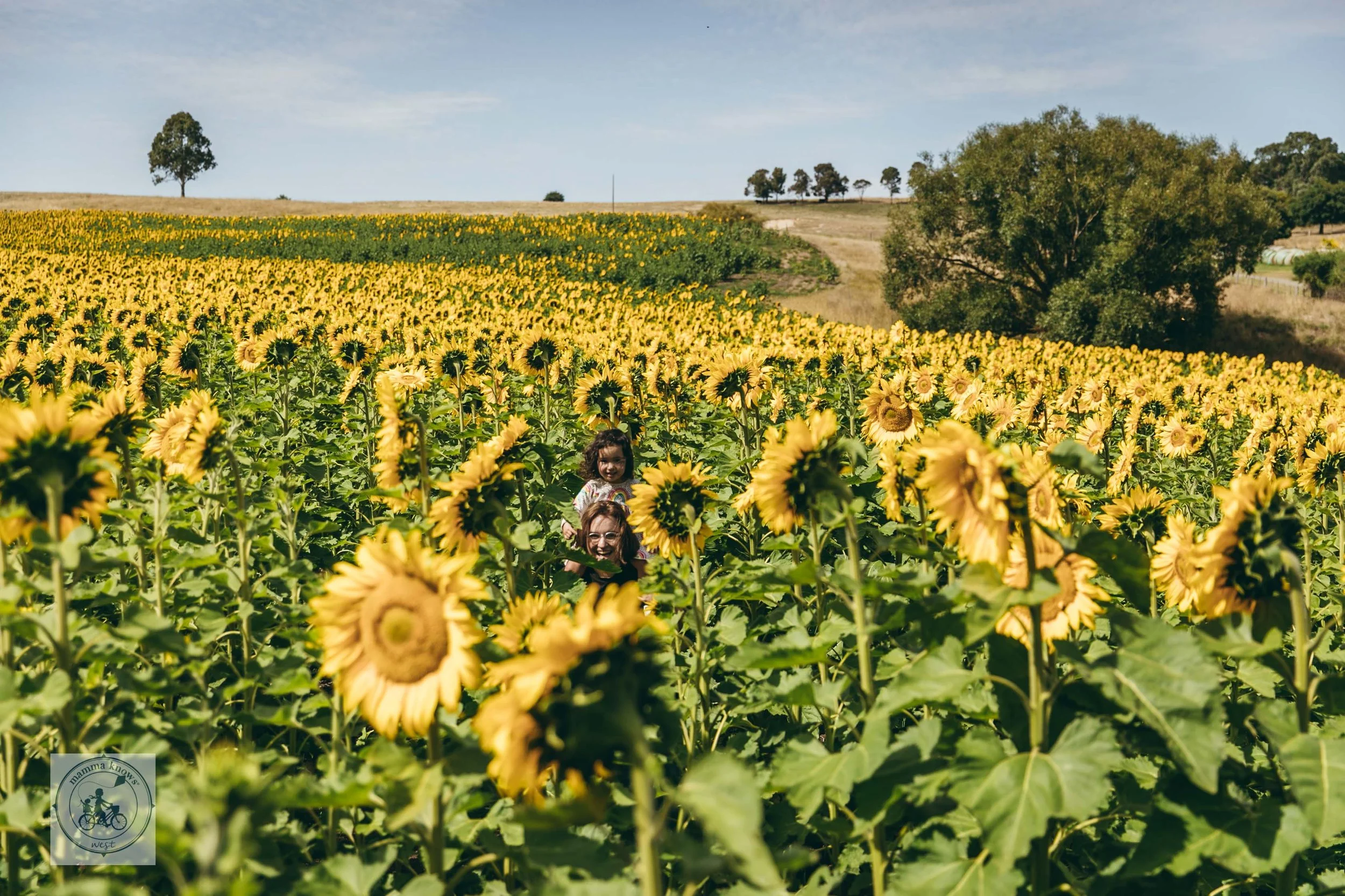 Greendale Sunflowers