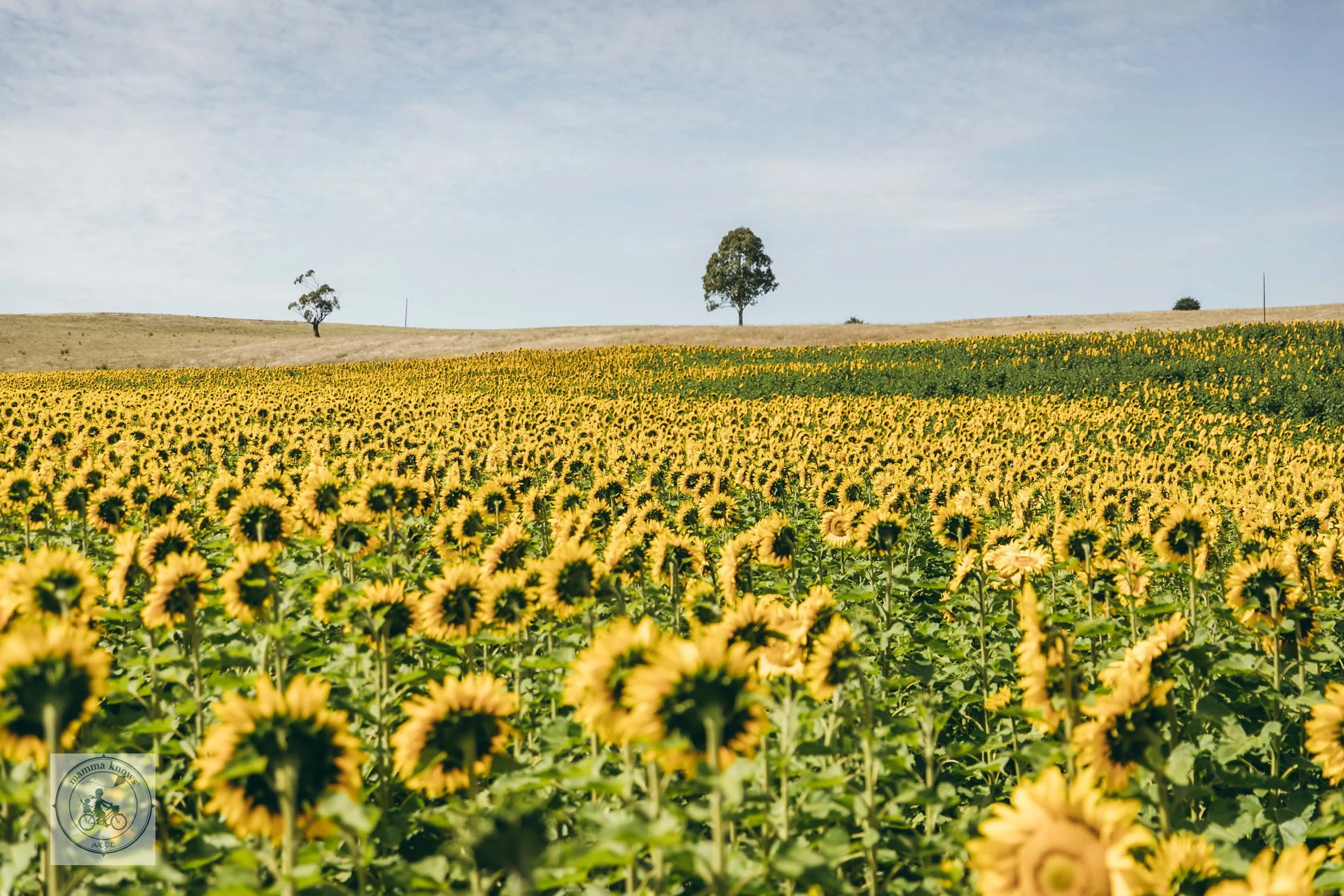 Greendale Sunflowers