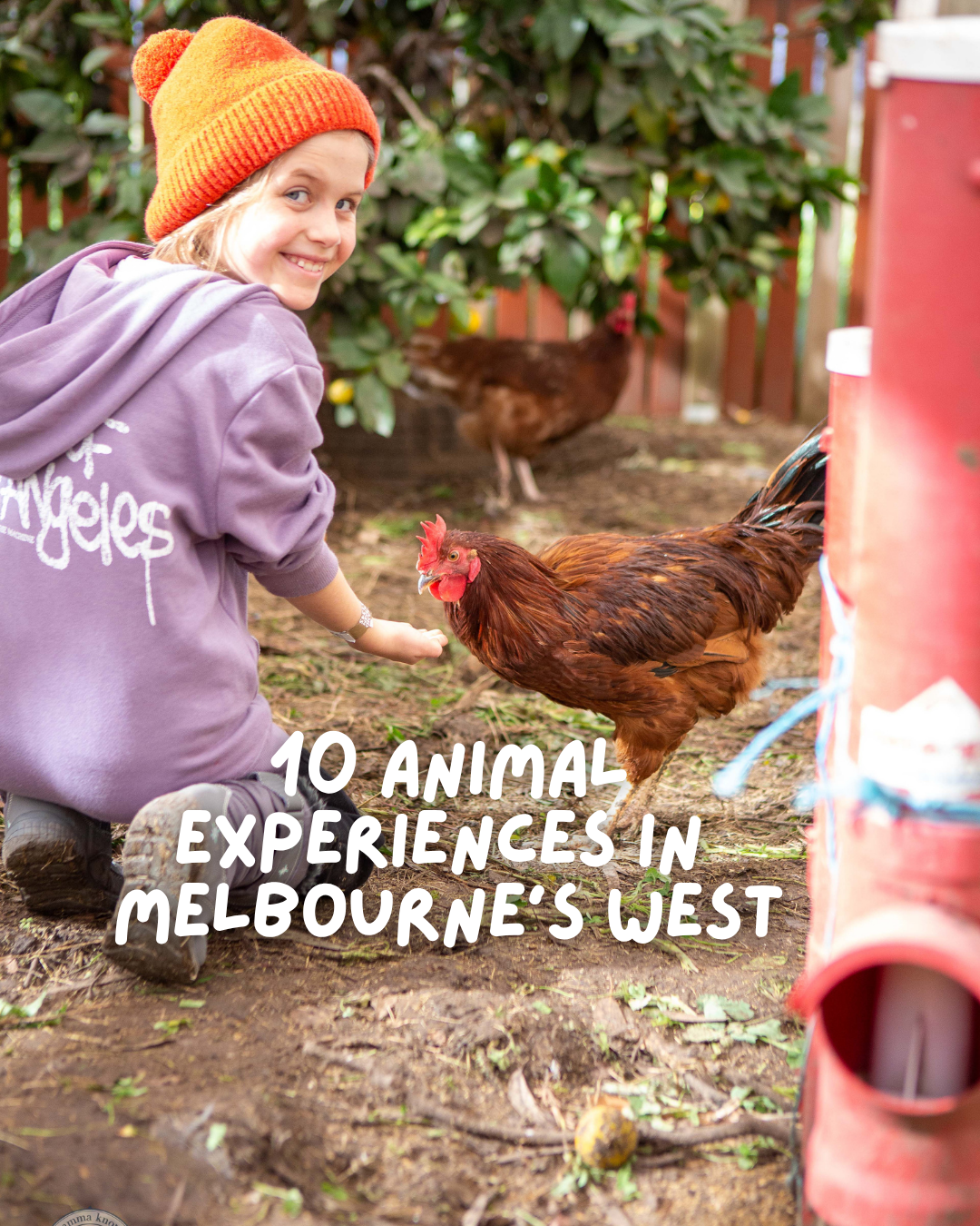 Animal Experiences in the West