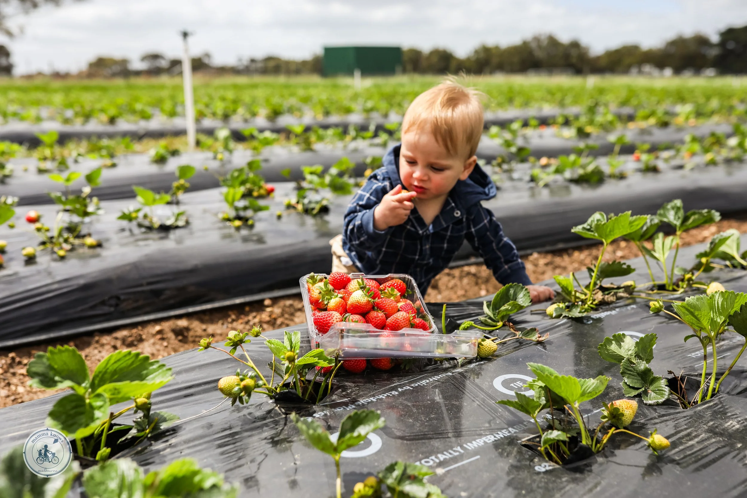 Surf Coast Strawberries
