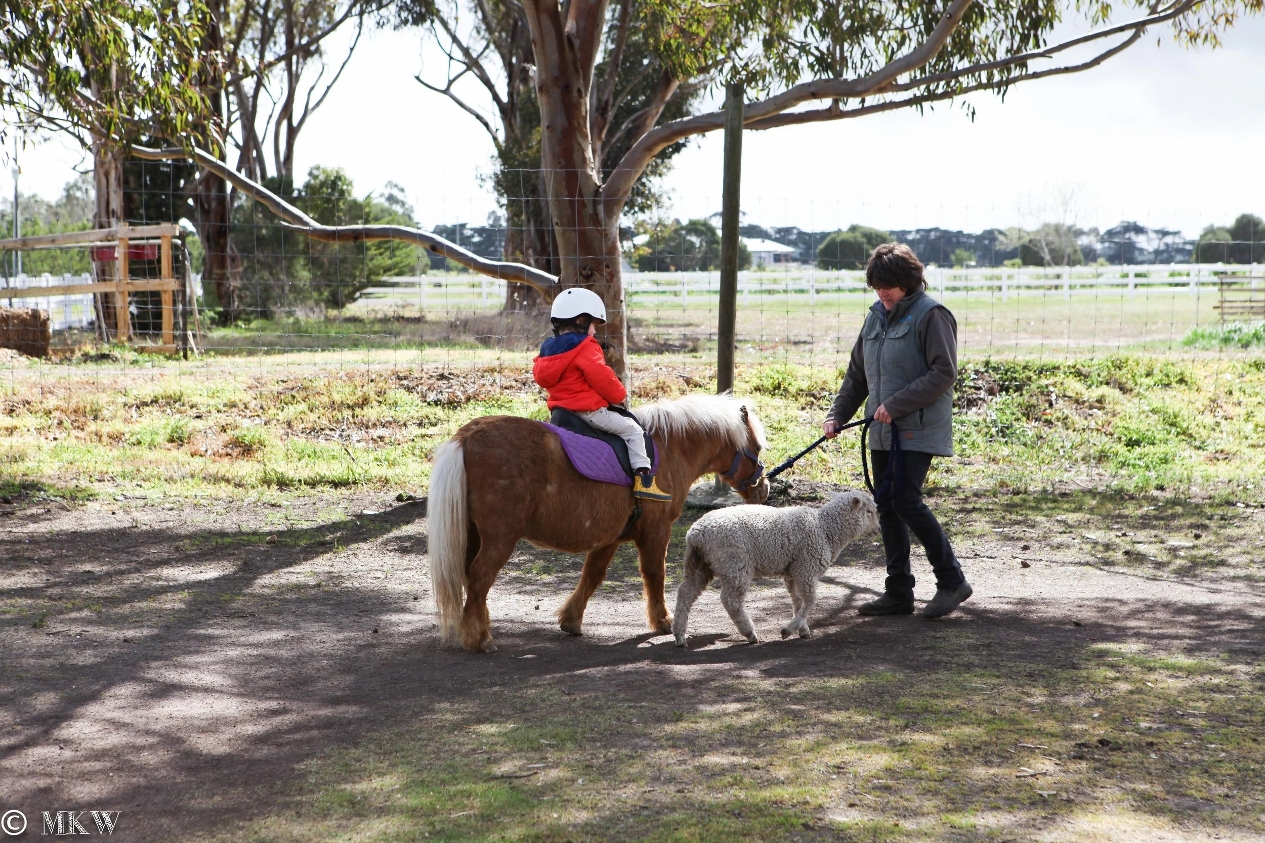 Animal Land