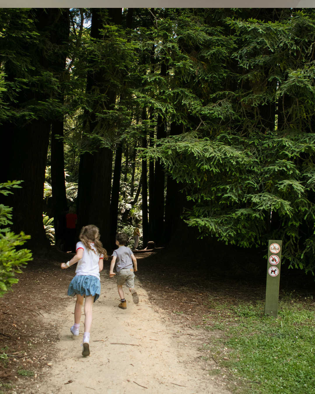 Californian Redwood Forest, Beech Forest