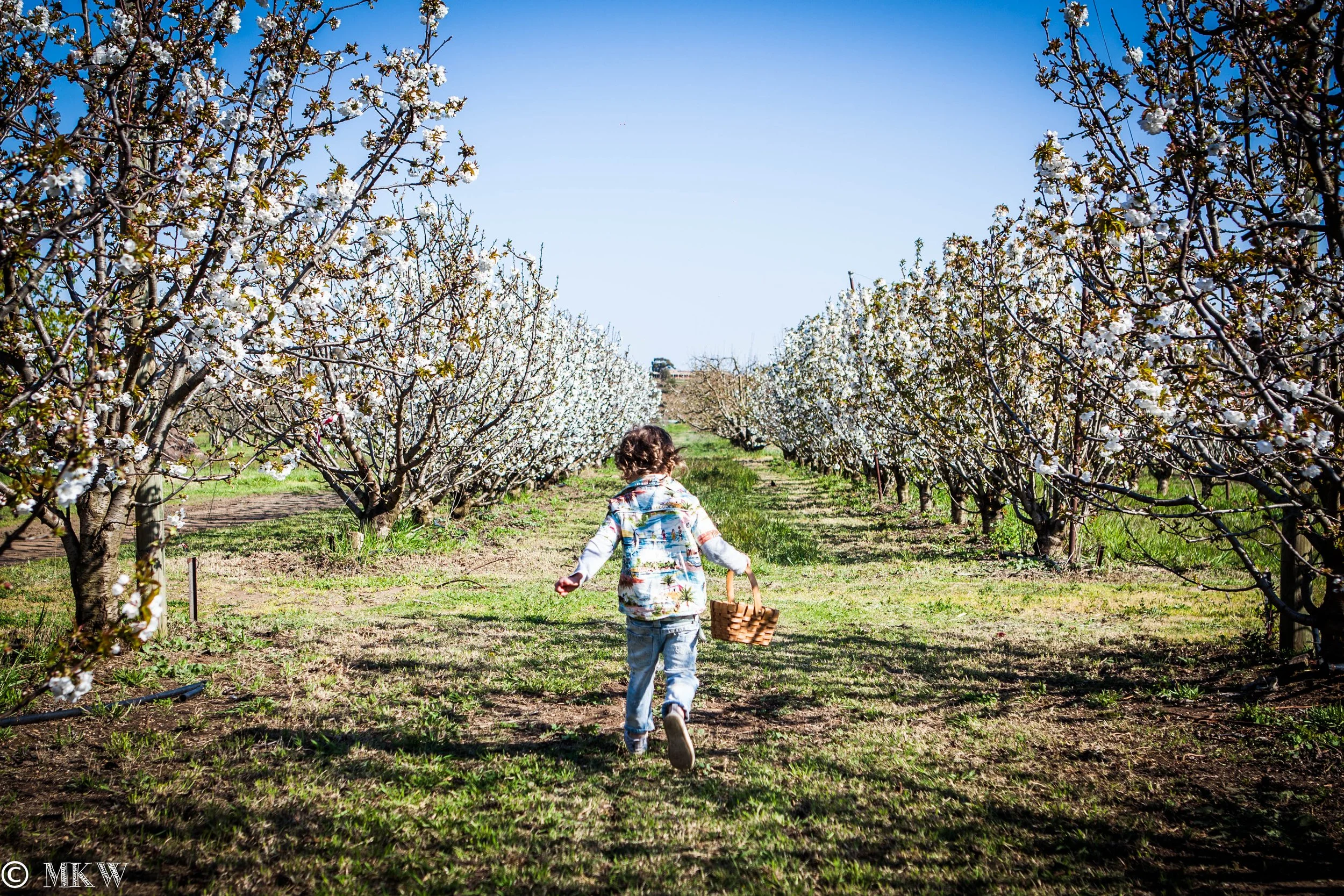 Paynes Blossoms