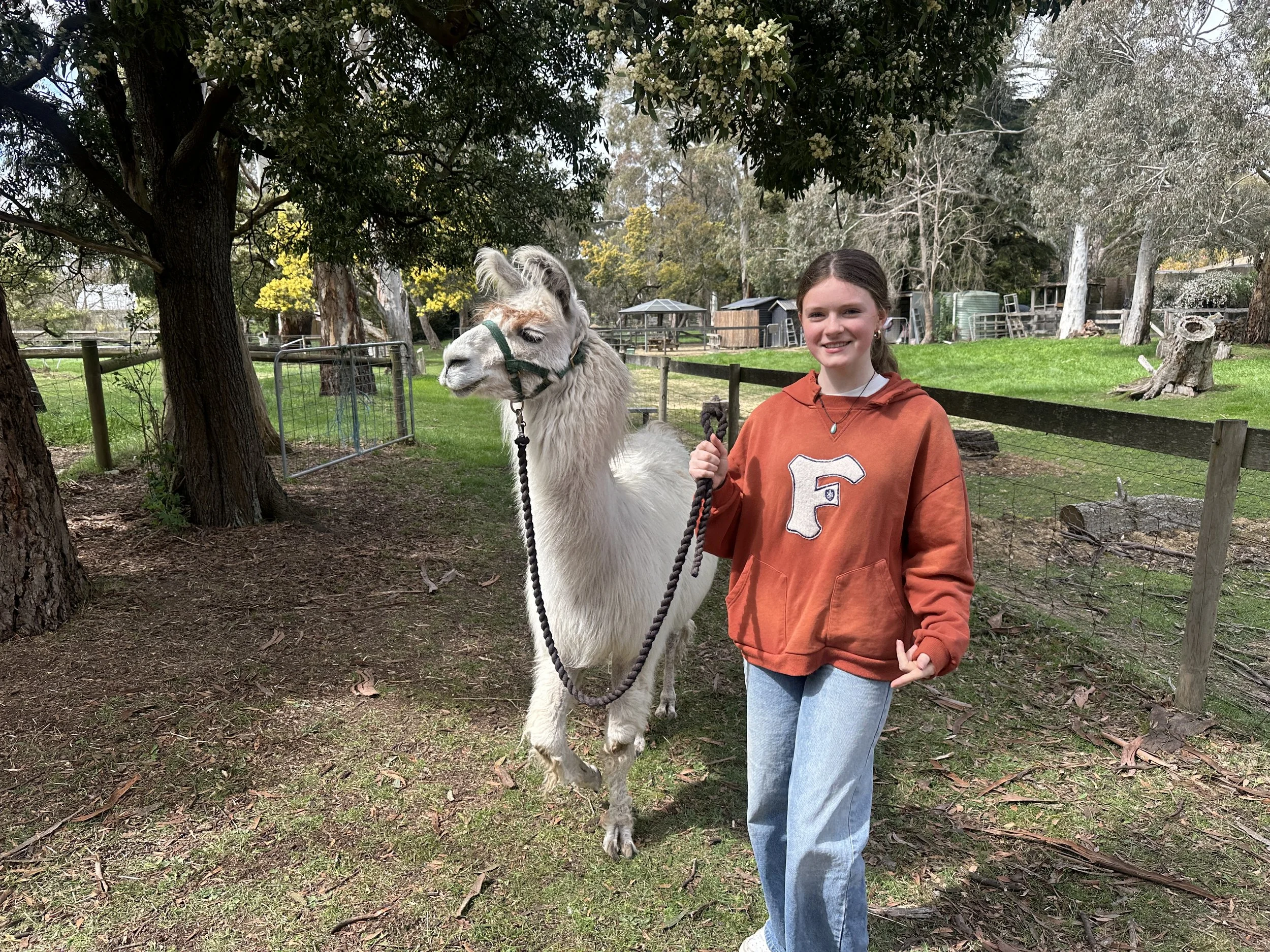 hanging rock llama meet and treks, woodend