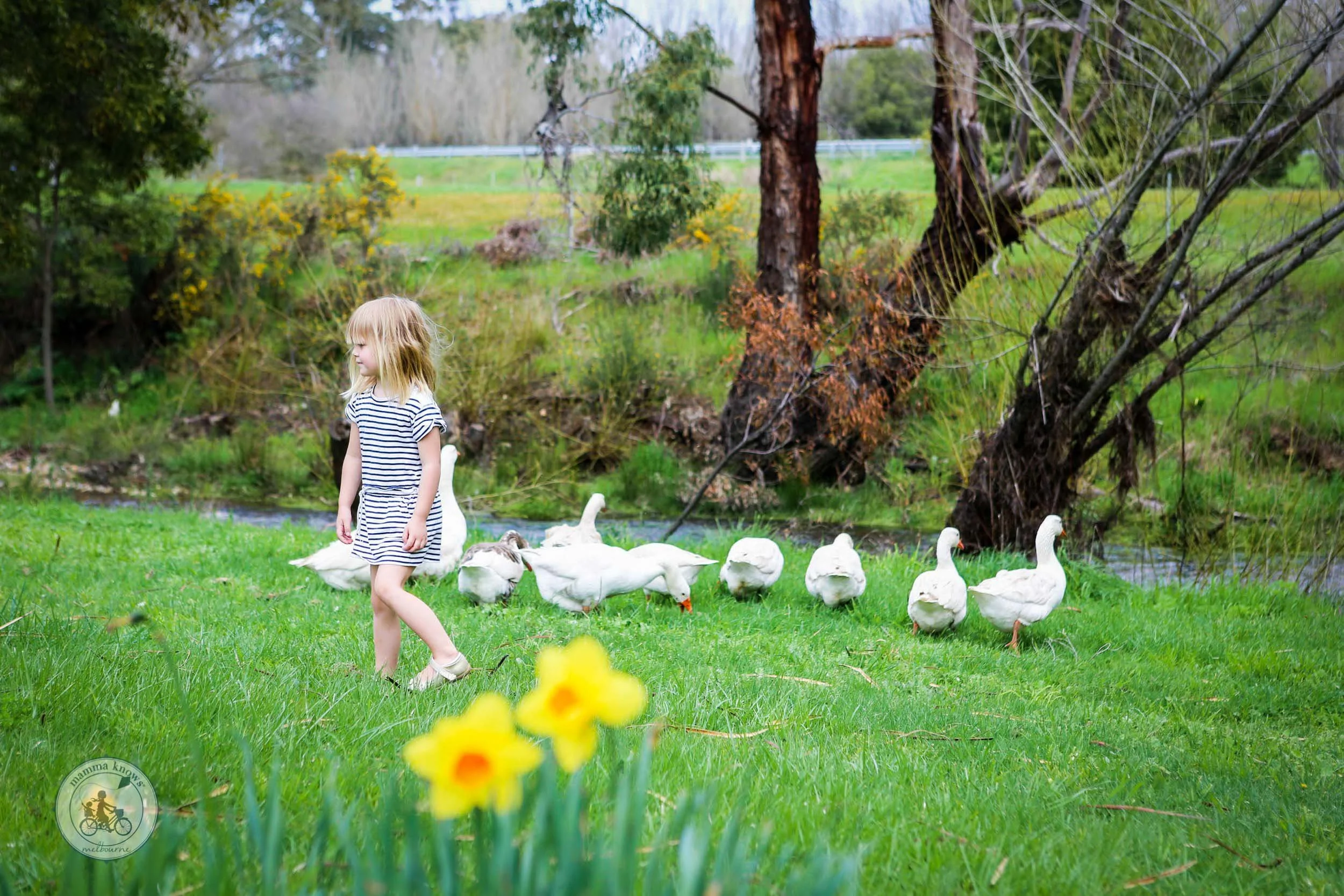 Lavandula Lavender Farm, Shepherds Flat