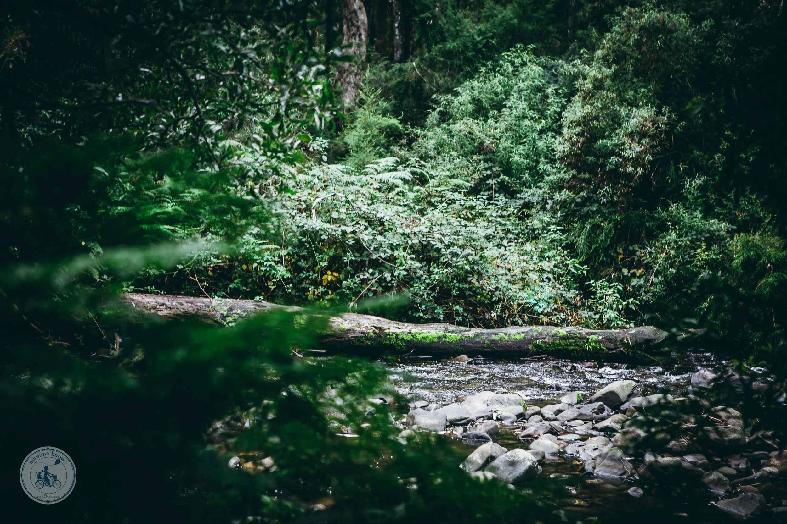 Jebbs Pool, Cumberland River | Mamma Knows West
