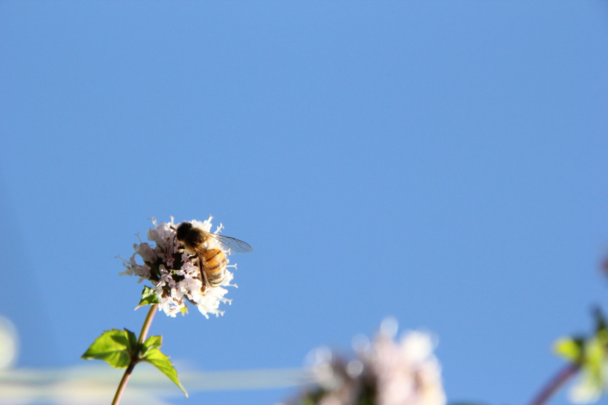 honeylove2.jpg