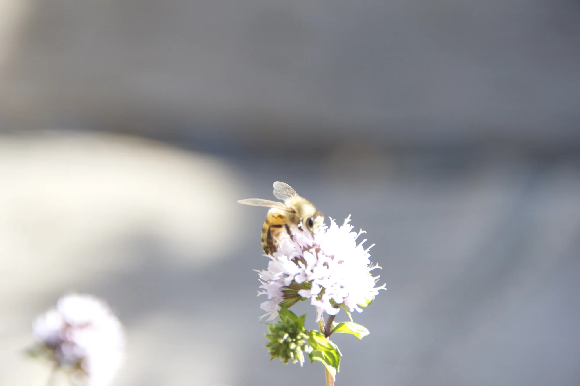 honeylove3.jpg