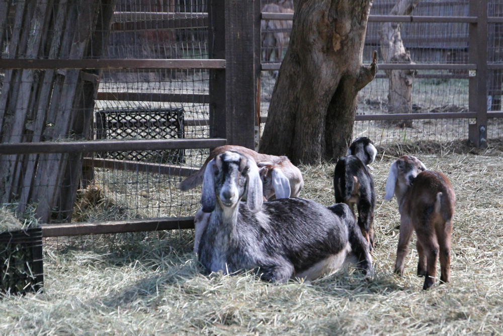Before the class we got to pet baby goats (kids)!