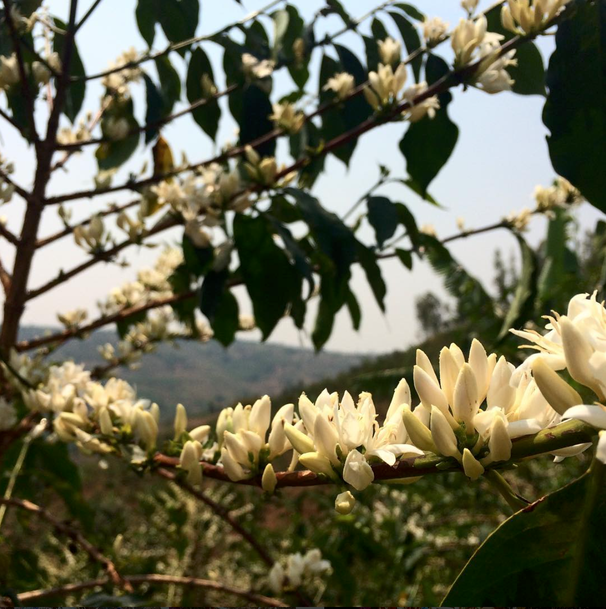 Rwanda_AleidaStone_CoffeeBlossoms.png