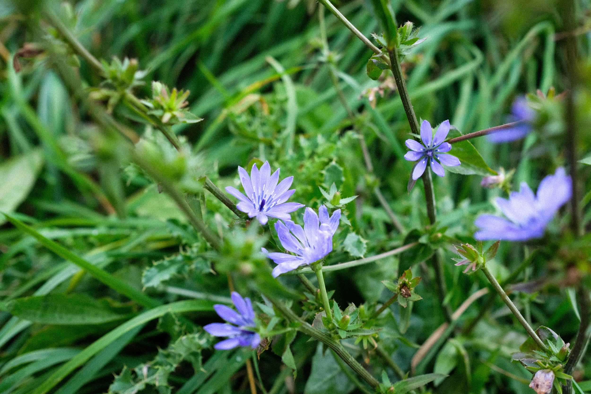 How to Harvest & Roast Chicory | a caffeine-free coffee substitute ...