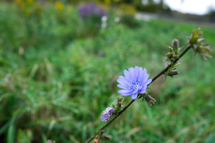 How to Harvest & Roast Chicory | a caffeine-free coffee substitute ...