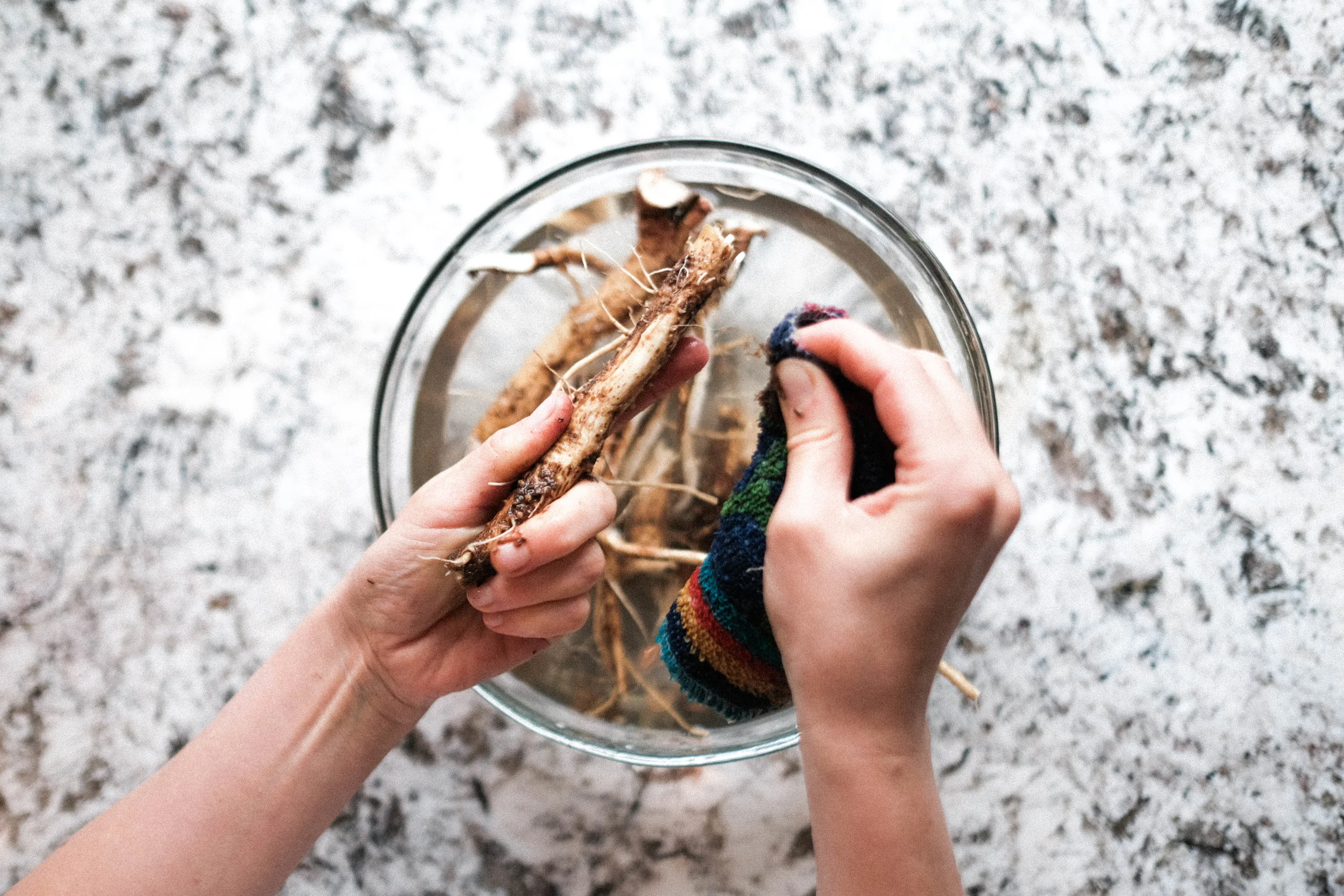 Chicory-6.jpg