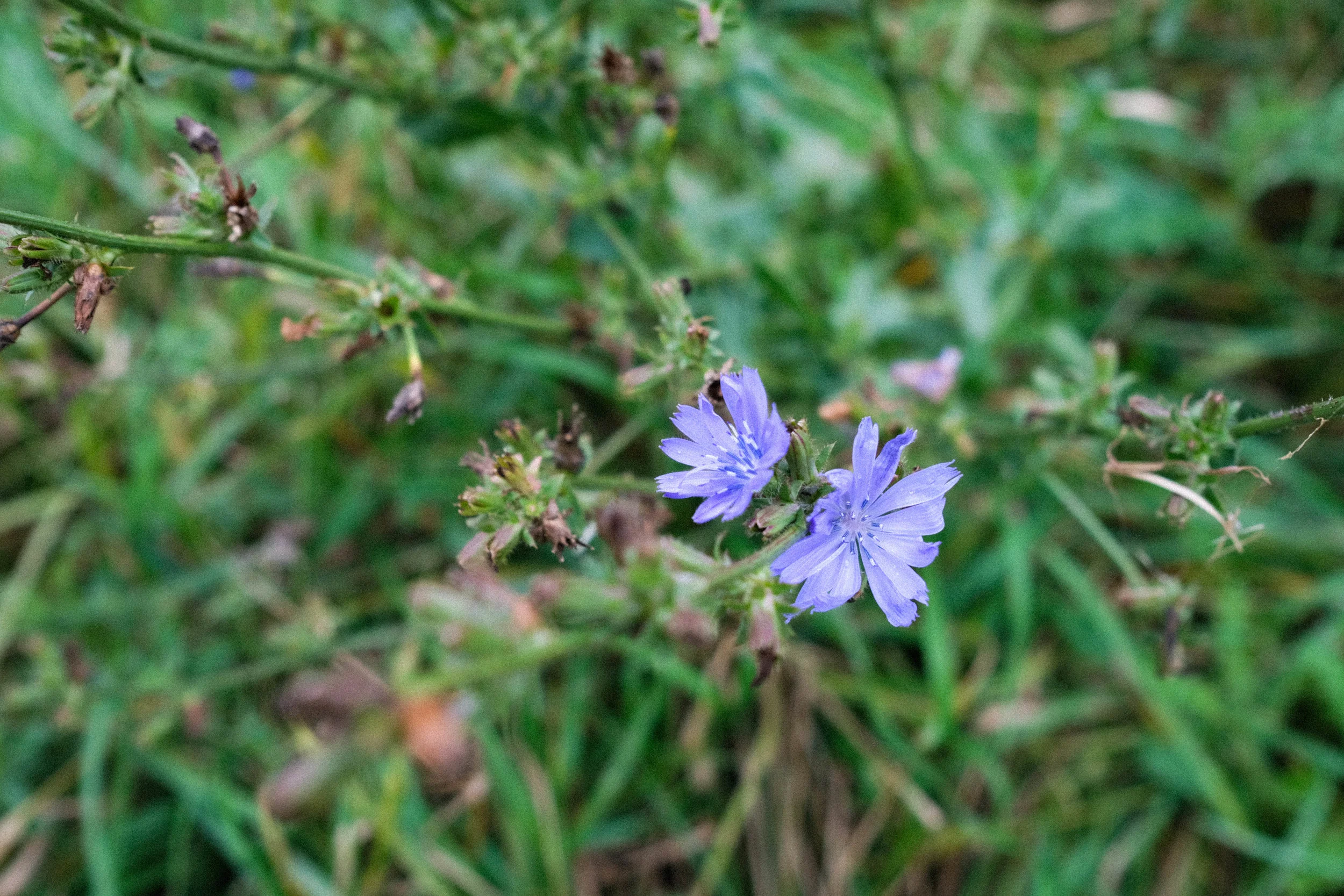 How to Harvest &amp; Roast Chicory | a caffeine-free coffee substitute