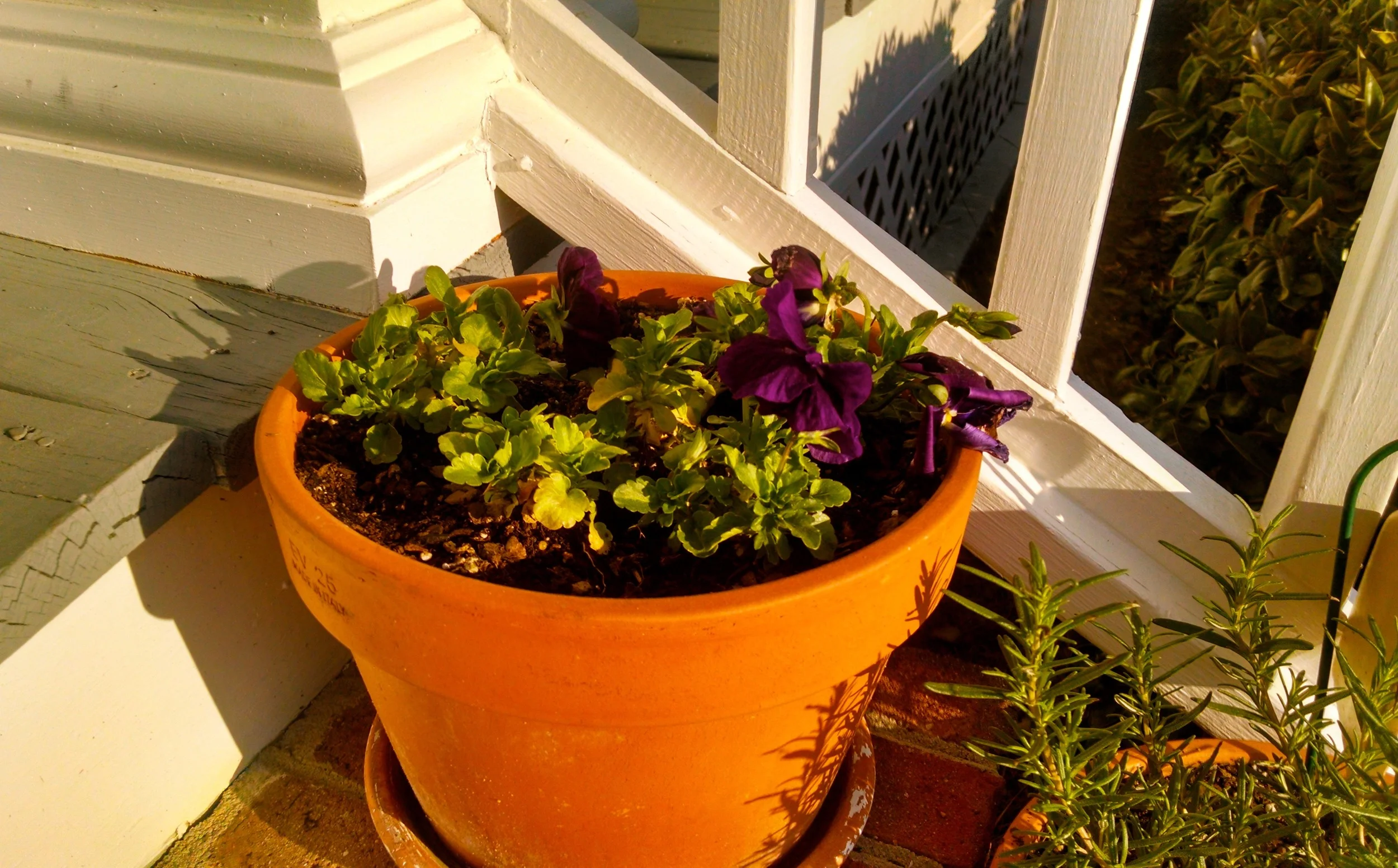 blooming.jpg