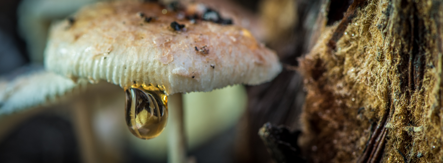Mushroom droplet