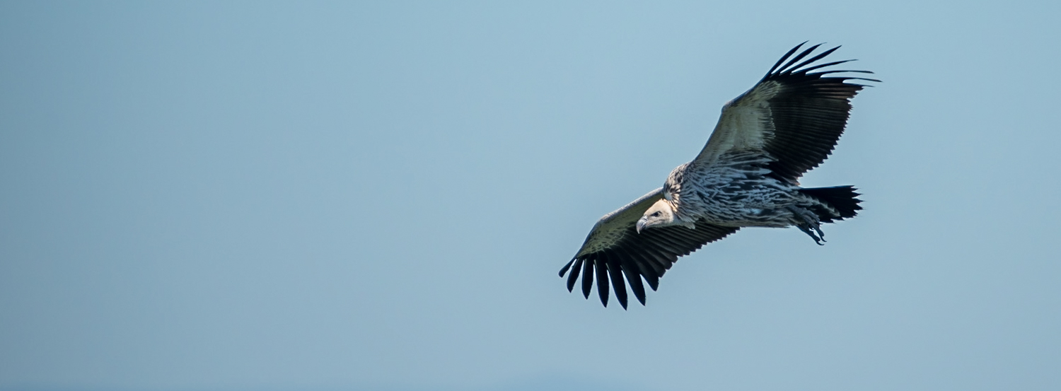Vulture over Oribi