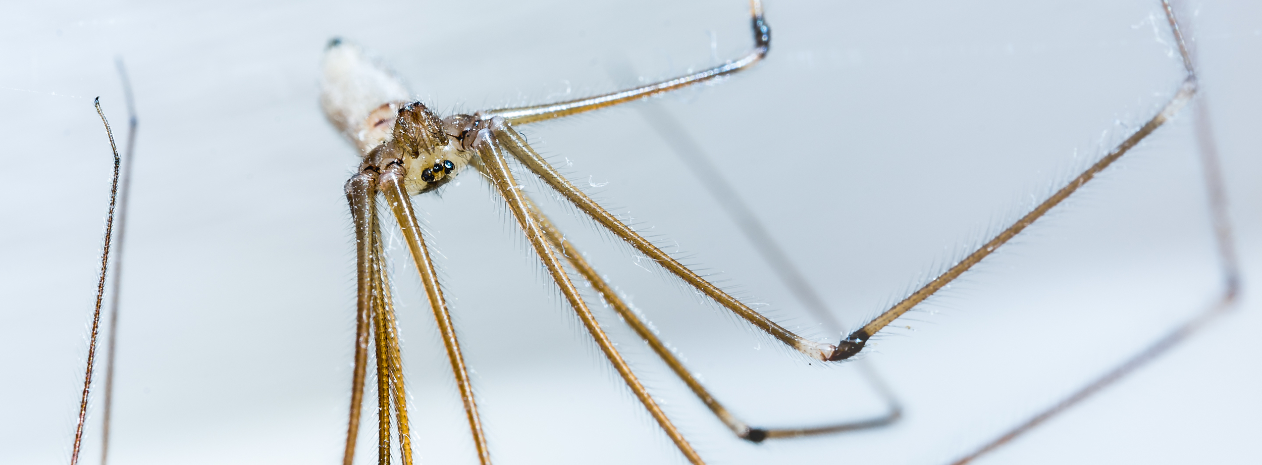 Daddy Long Legs Hangin' Around...