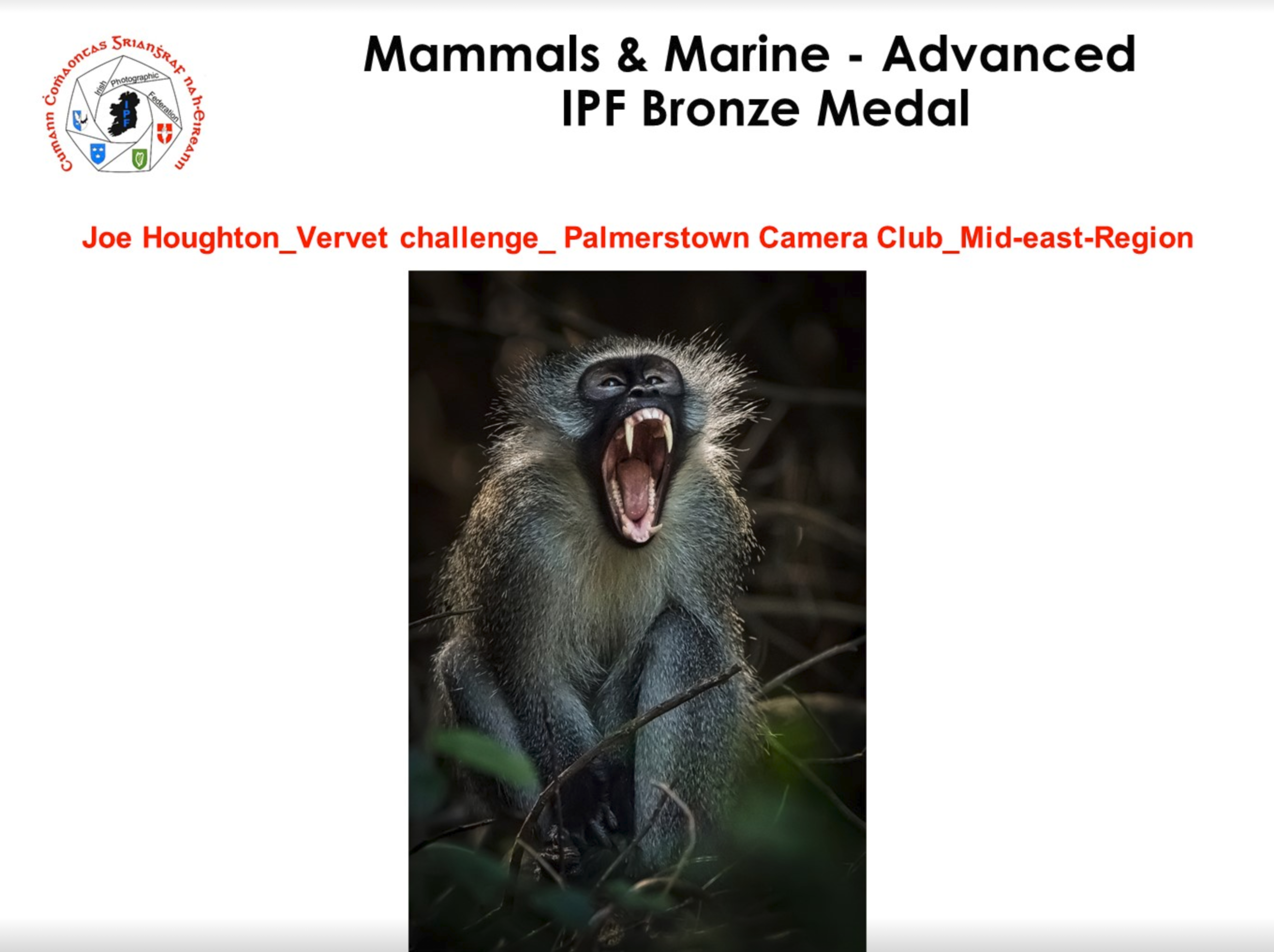 Vervet Challenge - Bronze medal - 2020 IPF NPOTY Mammals & Marine.png