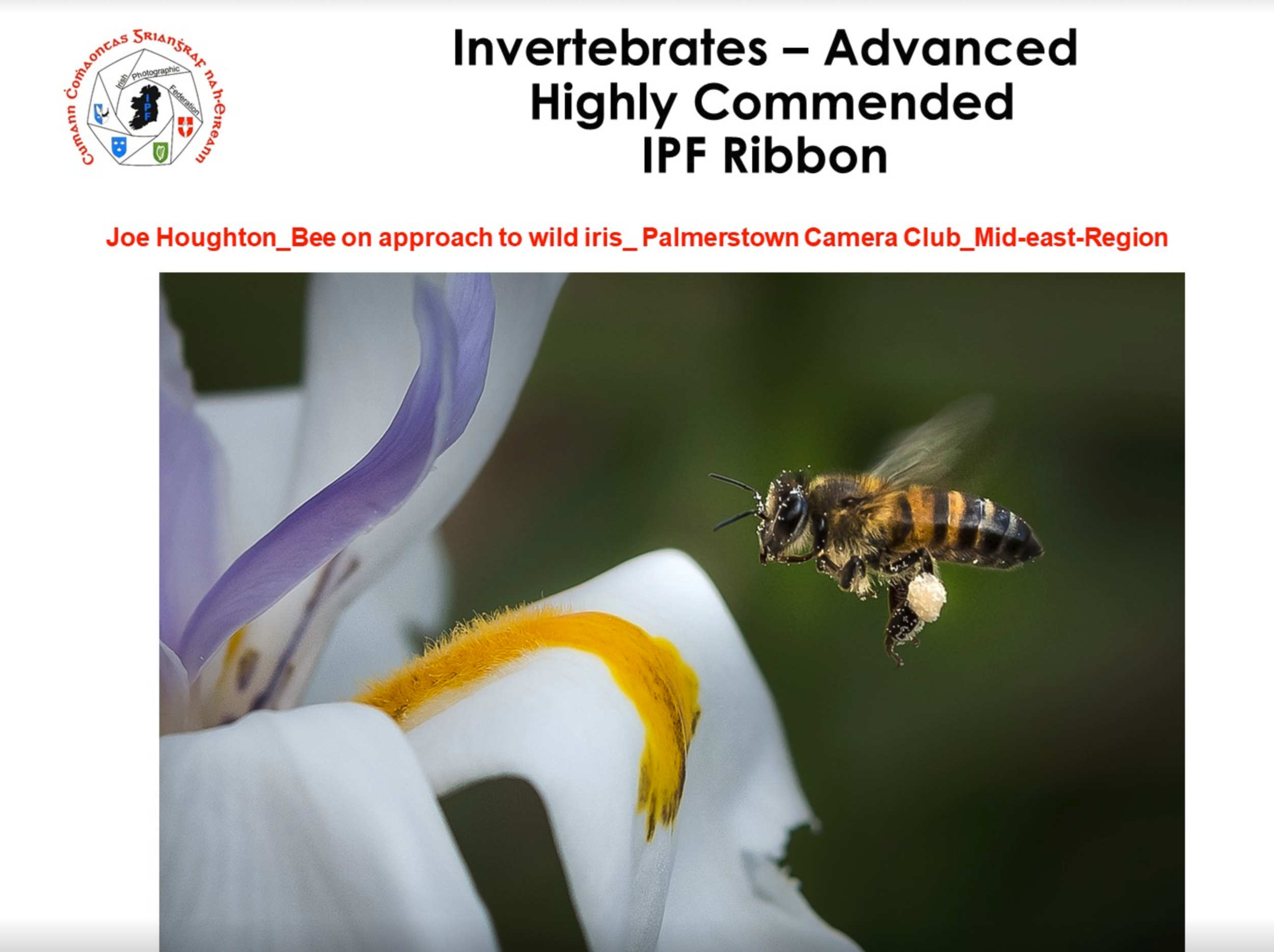 Bee on approach to wild iris - HC ribbon - 2020 - IPF NPOTY Invertebrates.png